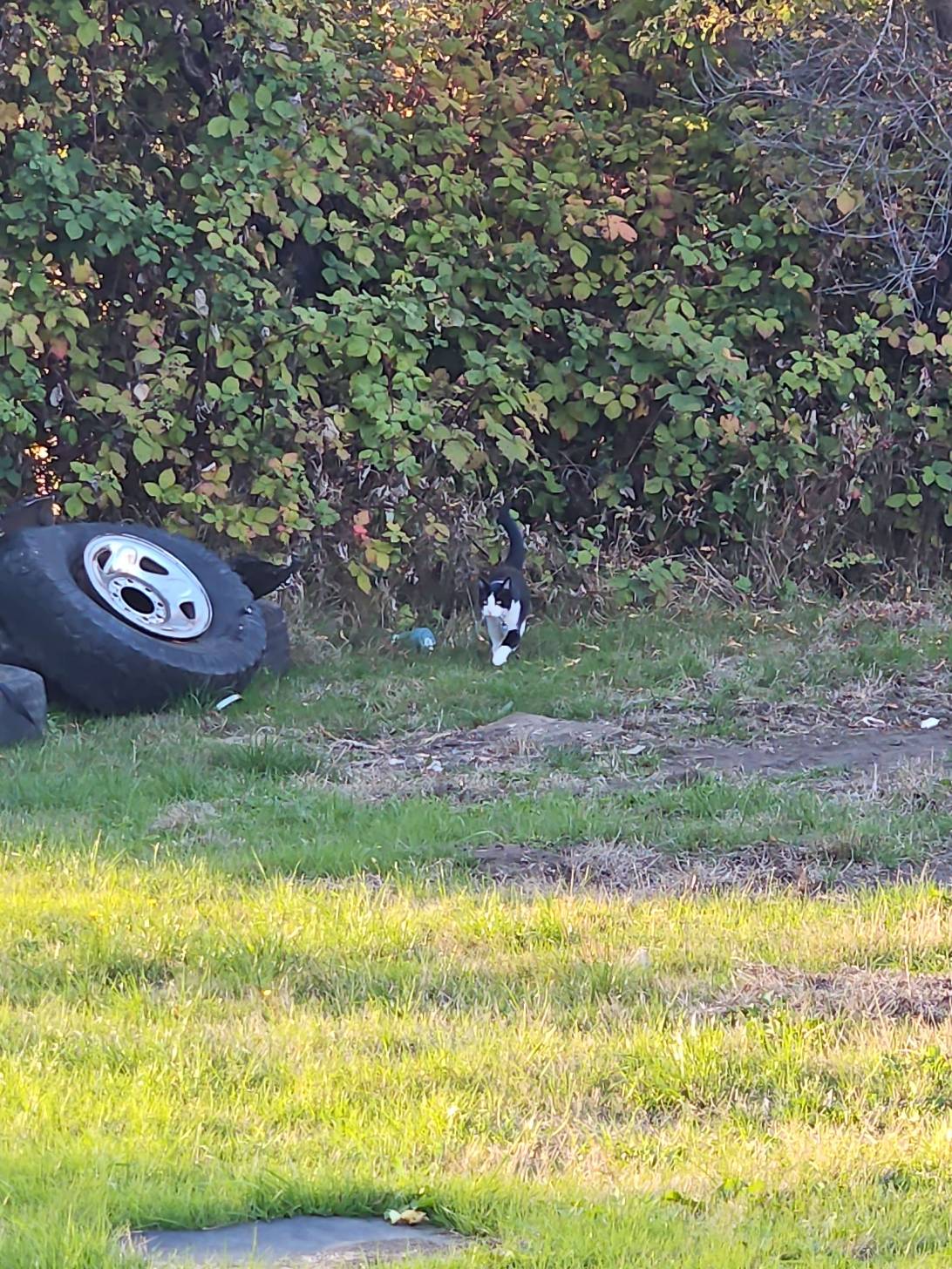 Peter, a cat found on Chonk Finder