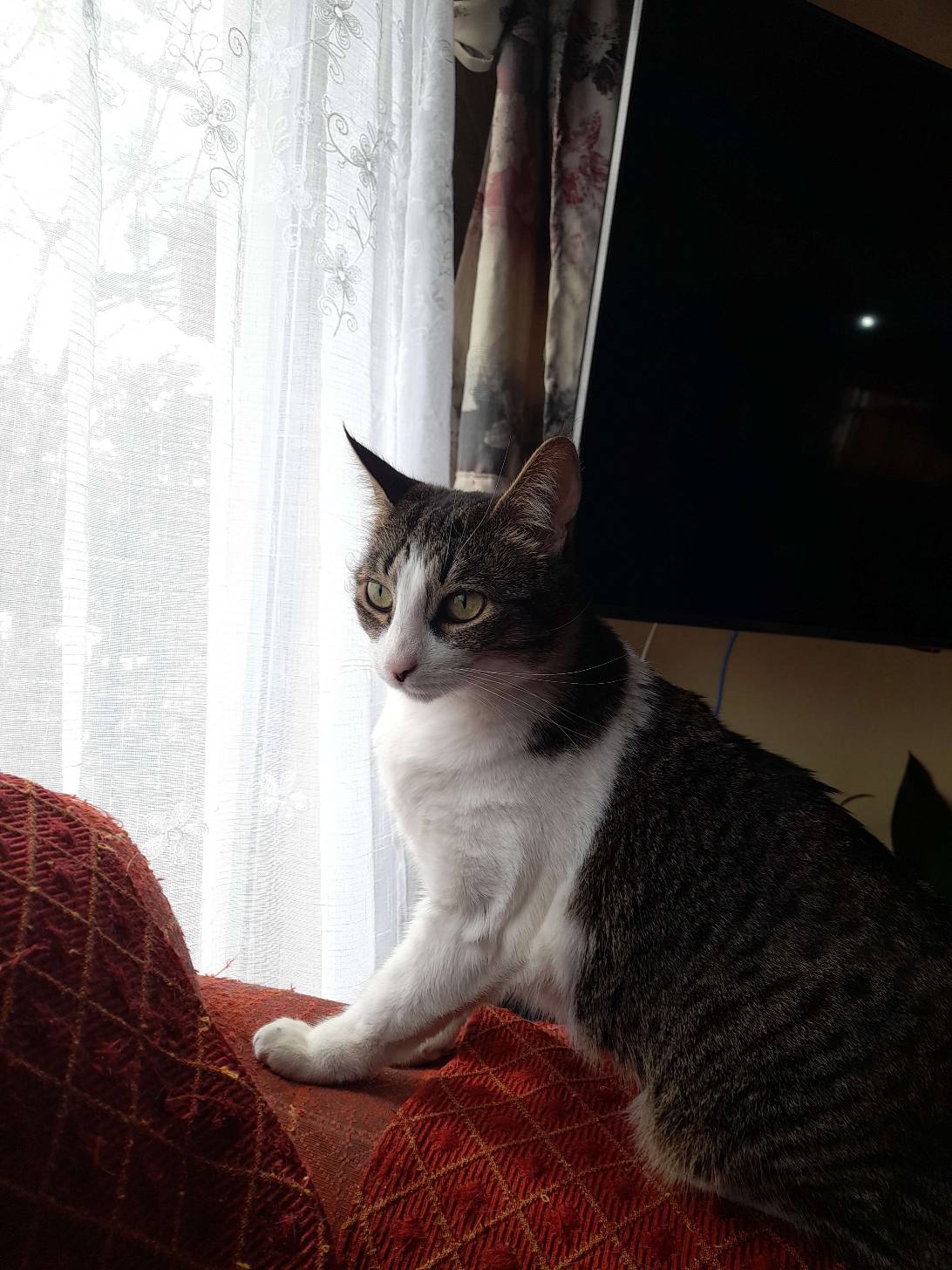 Kiki, a cat found on Chonk Finder