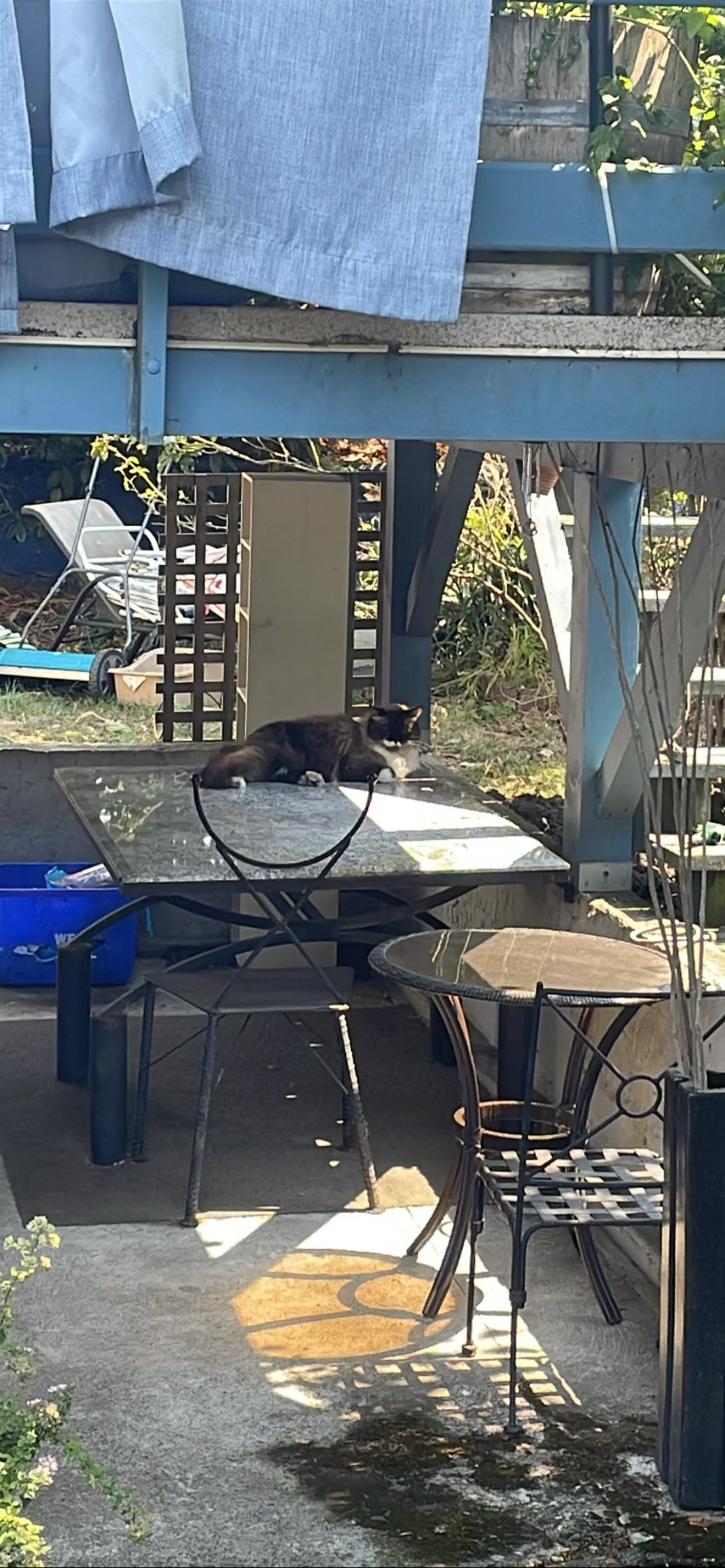 Sir stache, a cat found on Chonk Finder