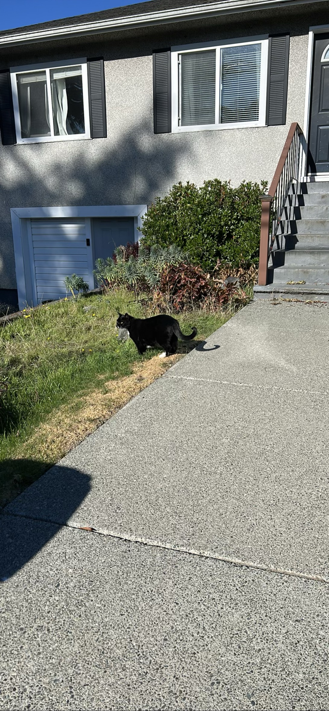 Benny, a cat found on Chonk Finder