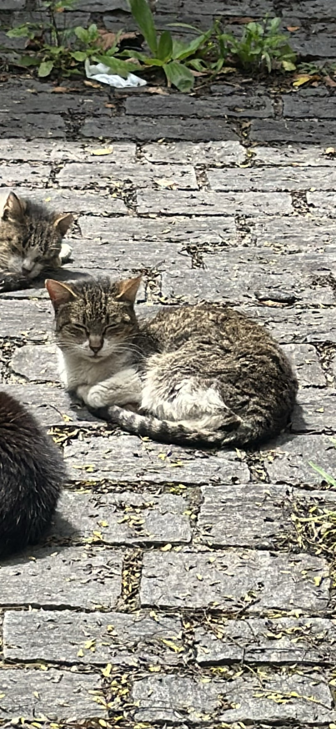 Mindigo, a cat found on Chonk Finder