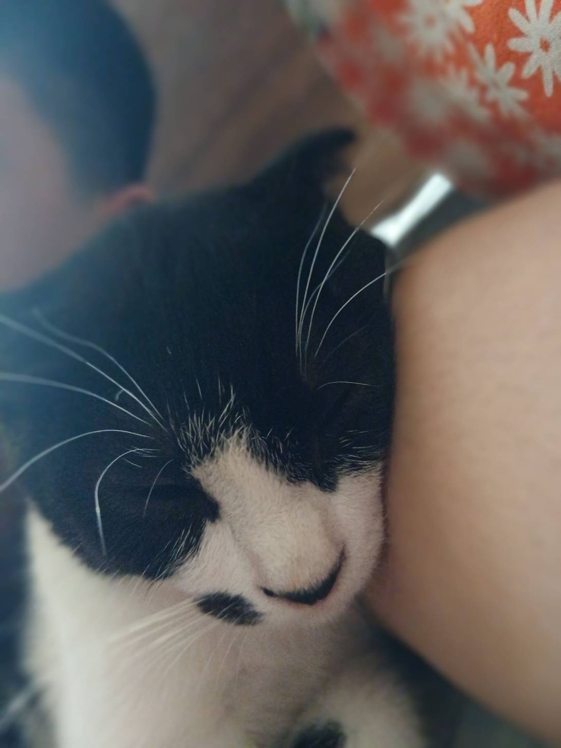 Lucy, a cat found on Chonk Finder