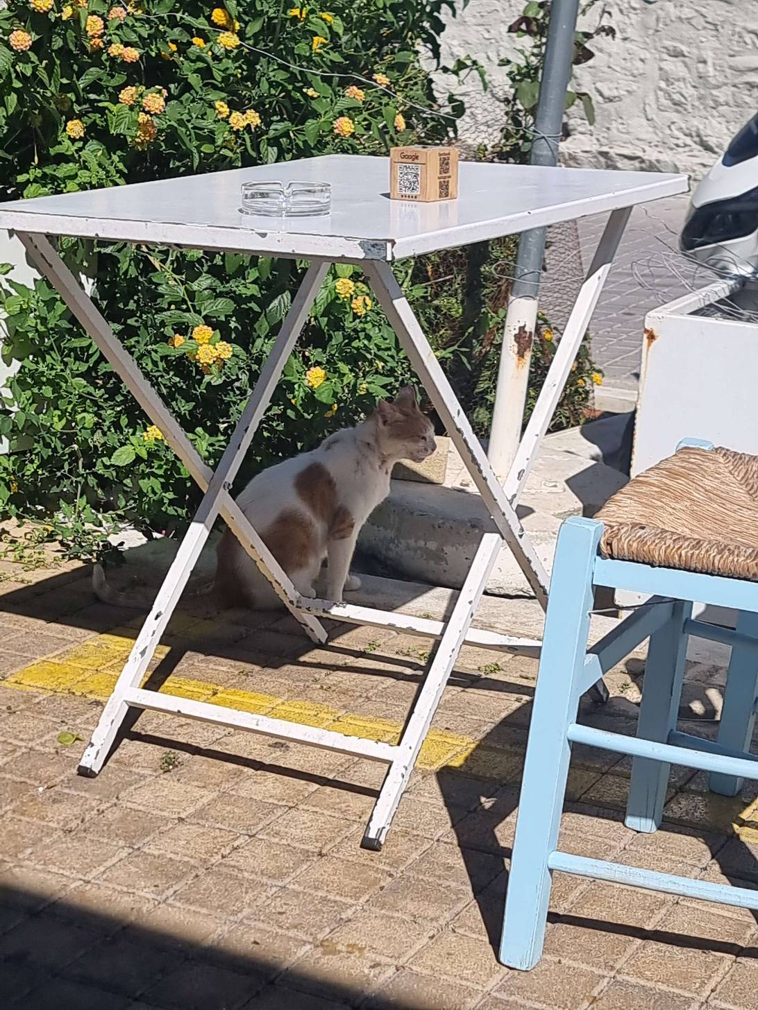Kostas, a cat found on Chonk Finder