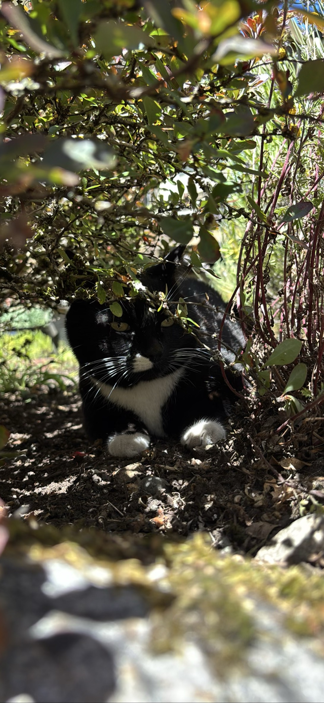Hugo (Bramble), a cat found on Chonk Finder