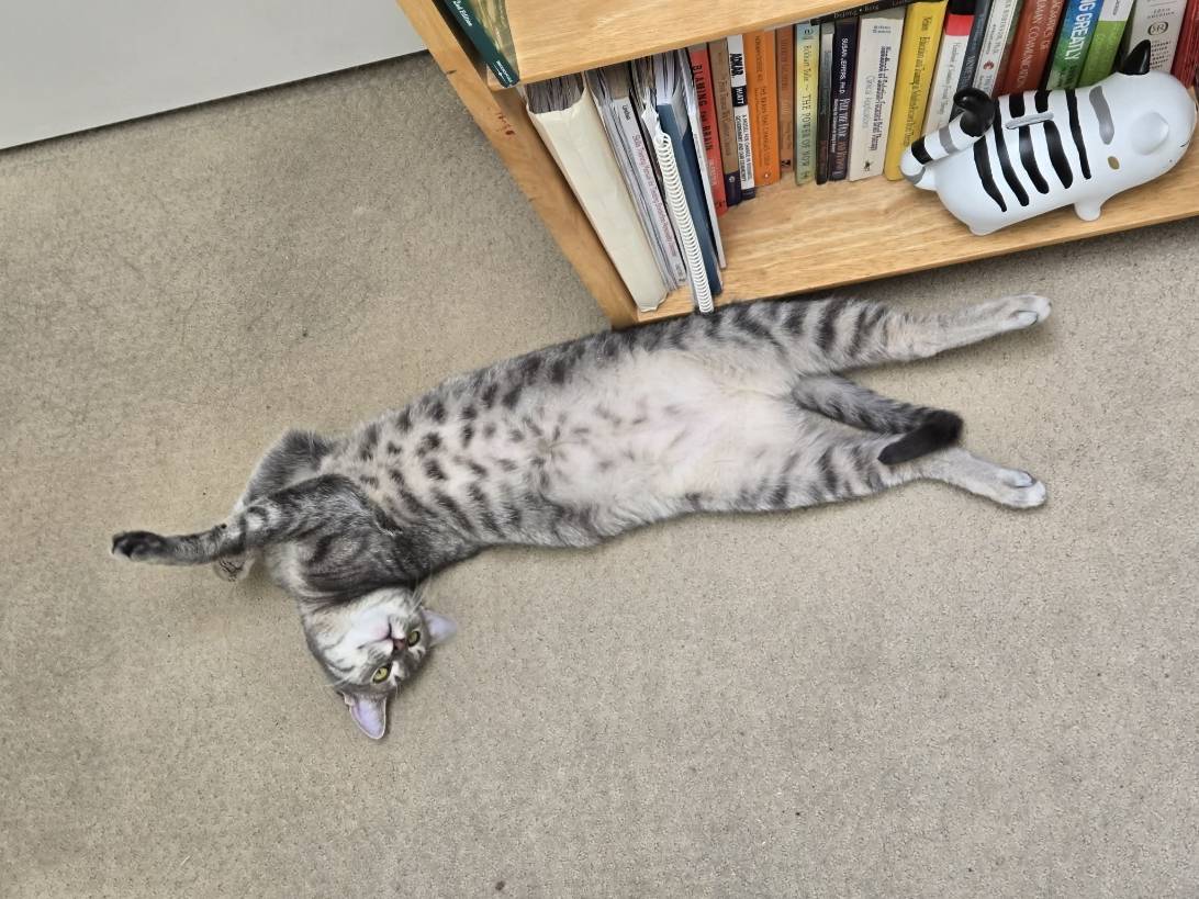 Itty bitty, a cat found on Chonk Finder