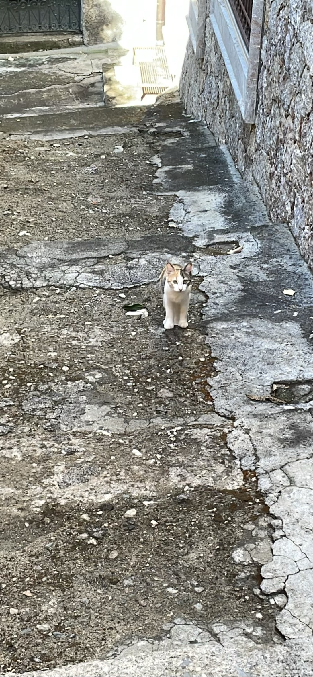 Tartufo, a cat found on Chonk Finder