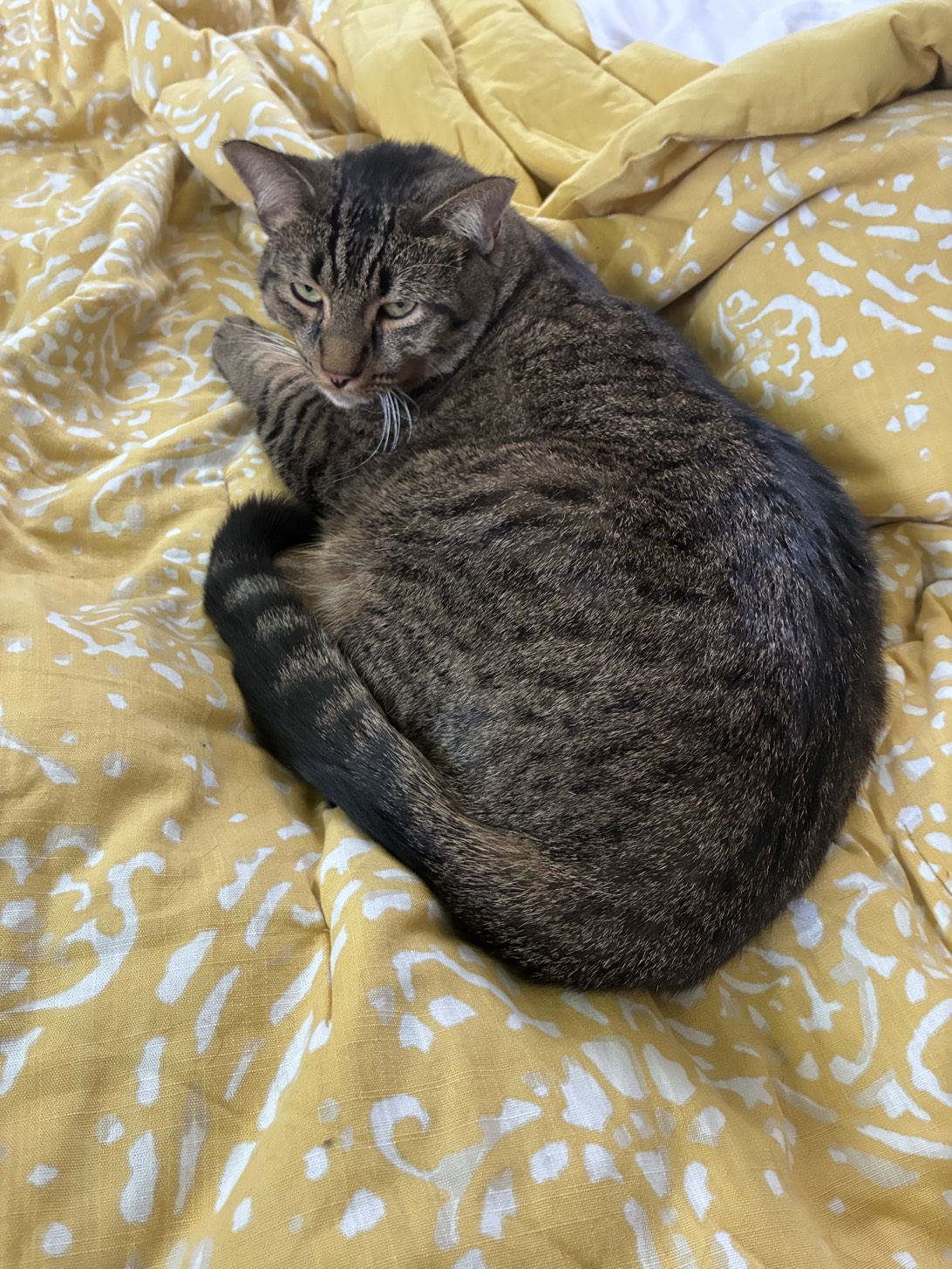 Charlie, a cat found on Chonk Finder