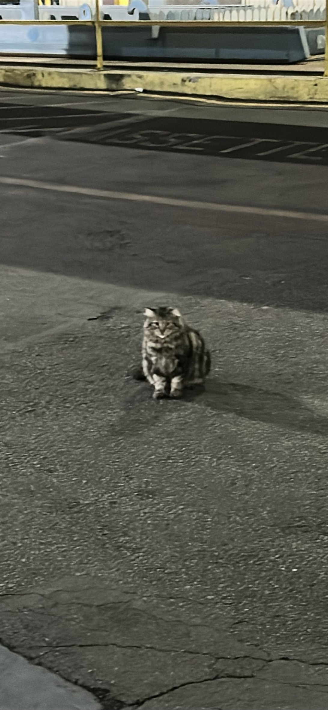 Big chungus, San Diego