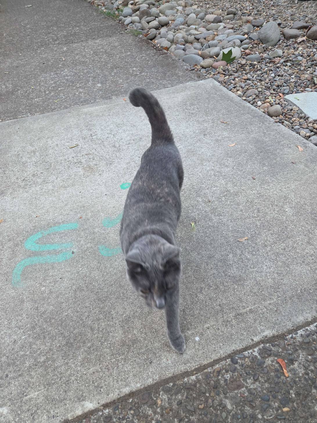 Miss Jayne, a cat found on Chonk Finder