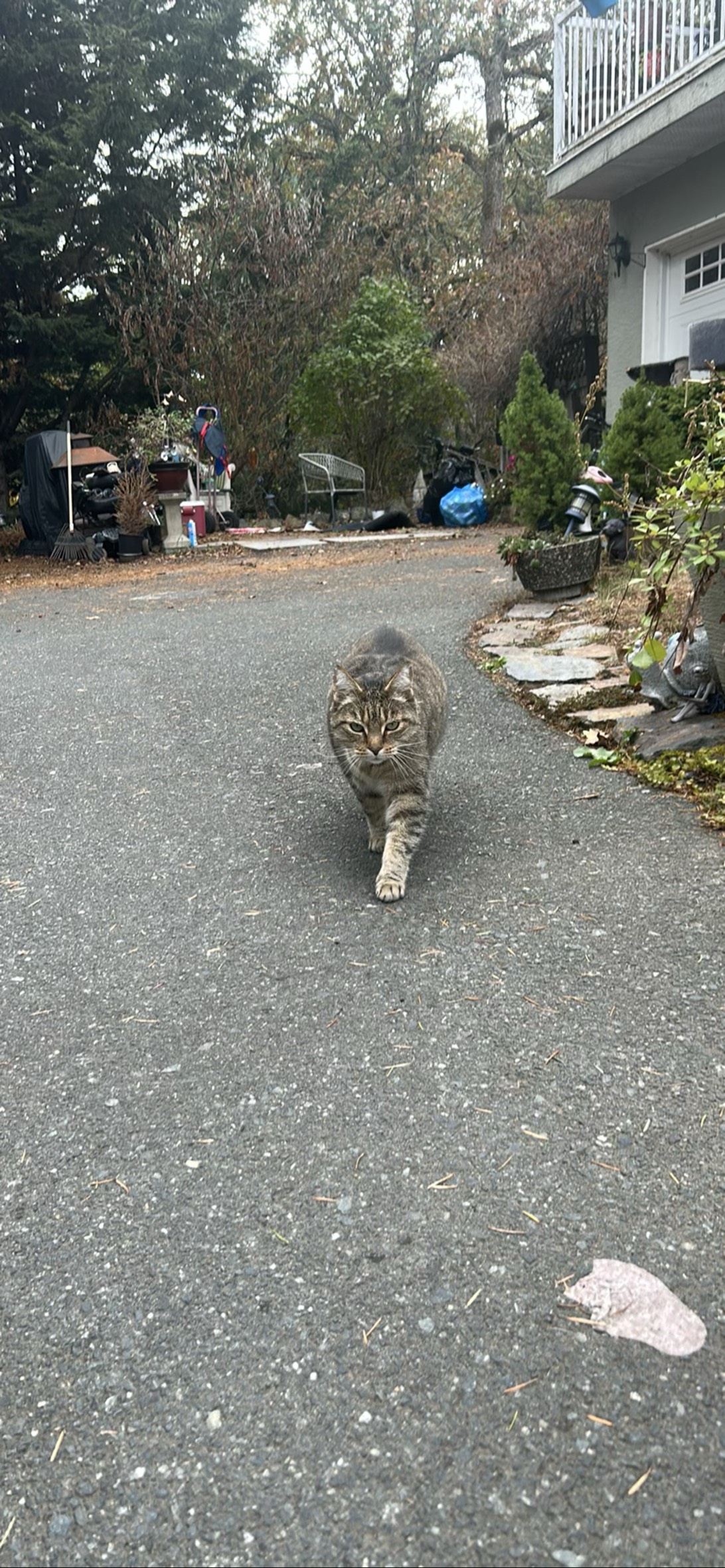 Clint, a cat found on Chonk Finder