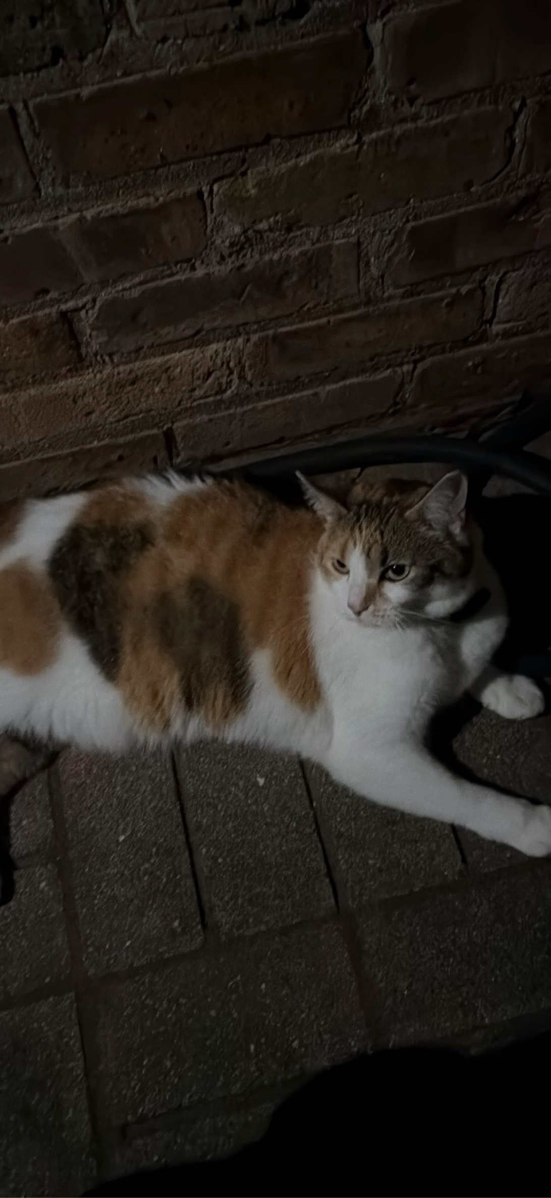 Jessica, a cat found on Chonk Finder
