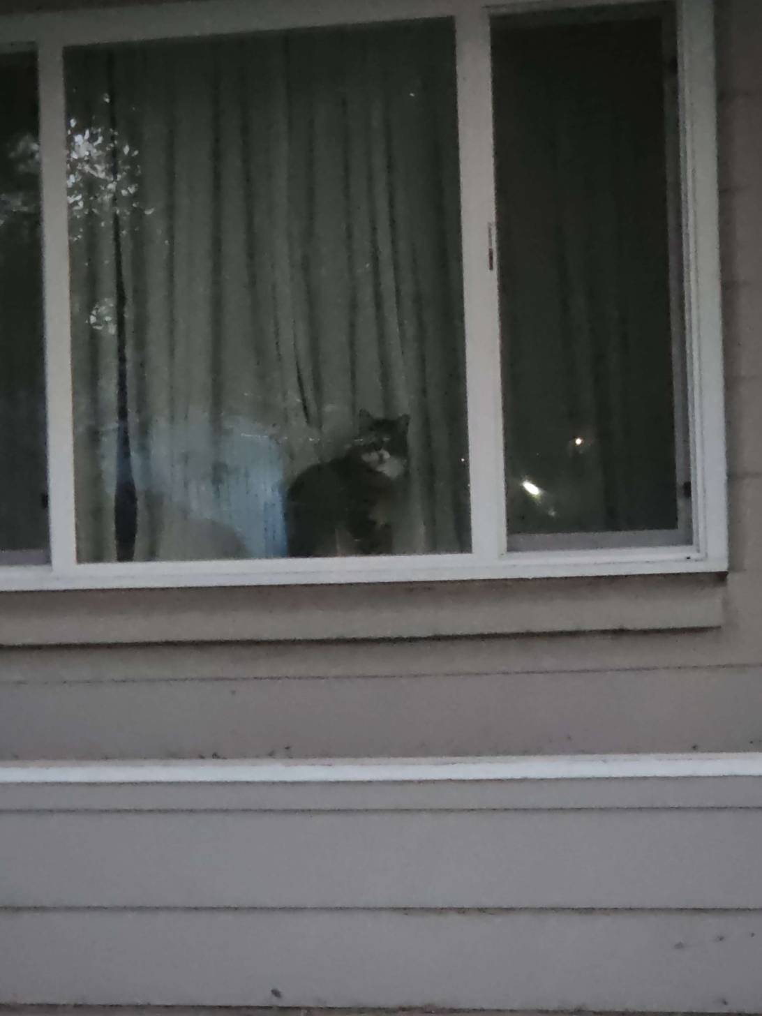 Pane, a cat found on Chonk Finder