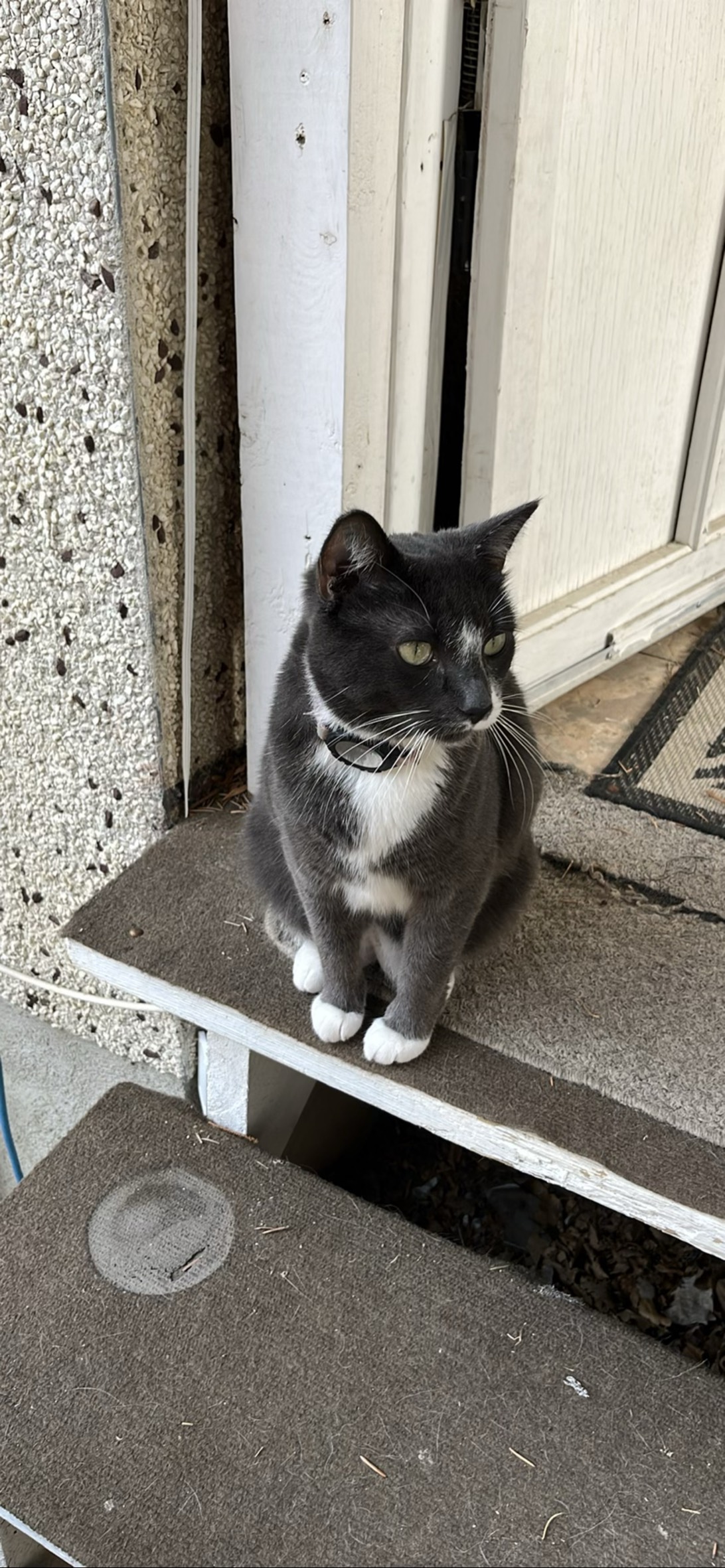 Miette, a cat found on Chonk Finder