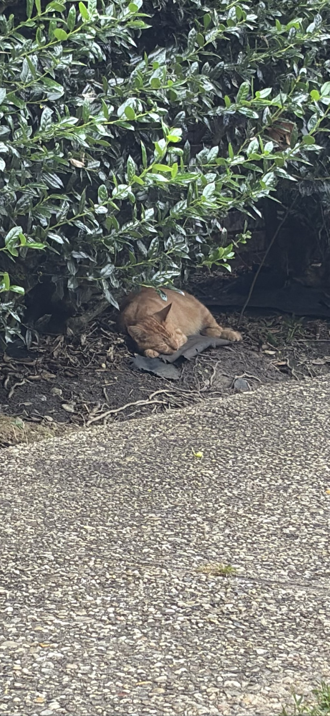 Sleepy Boy, a cat found on Chonk Finder