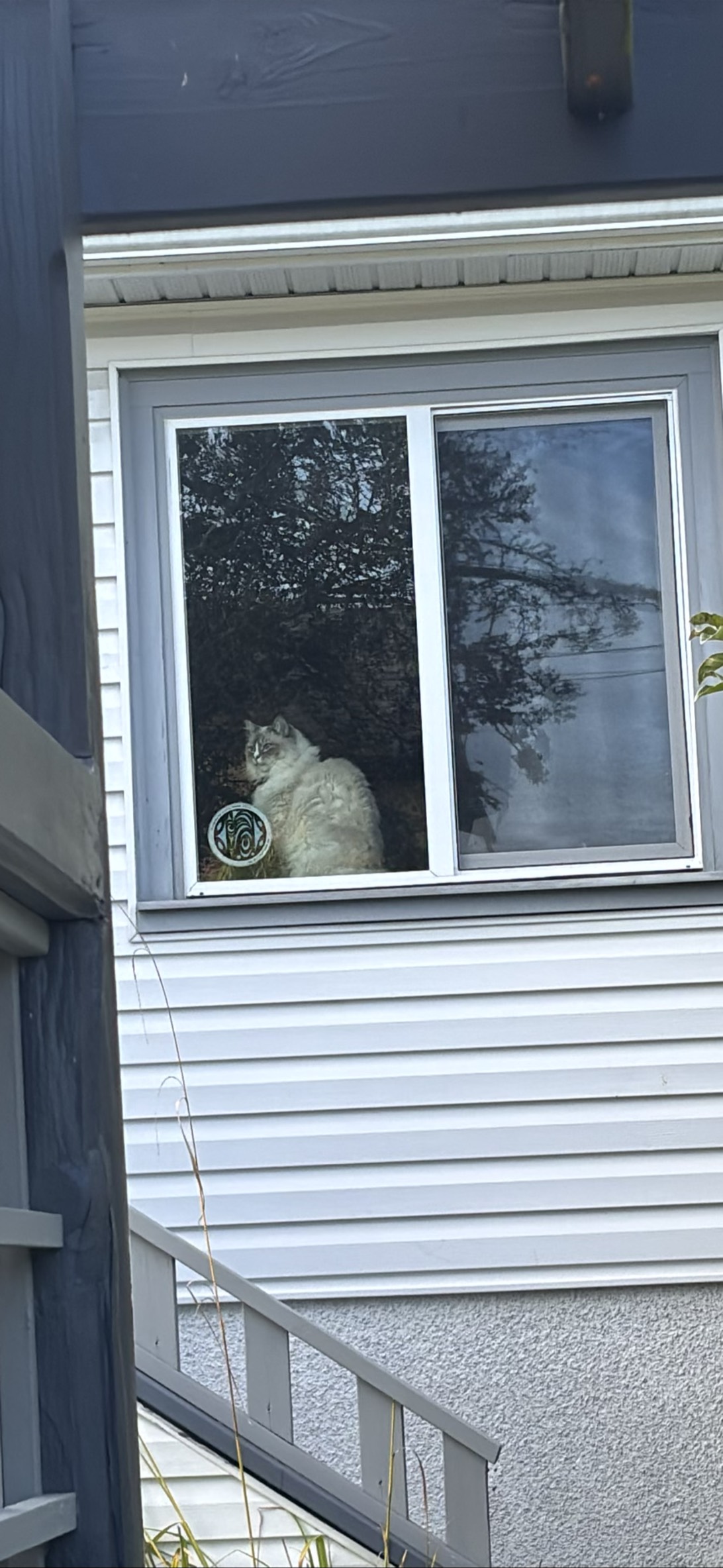 Percival, a cat found on Chonk Finder