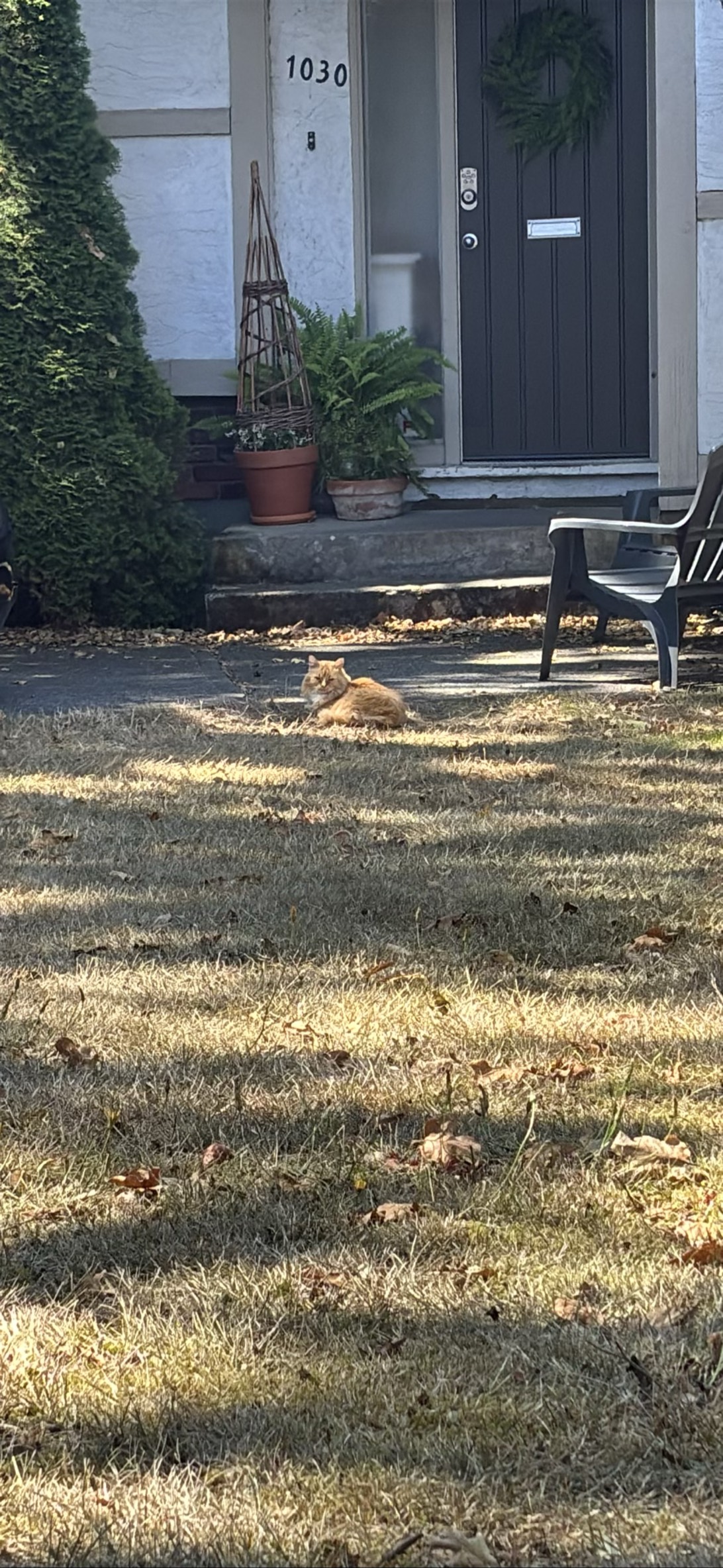 Biscuit, a cat found on Chonk Finder