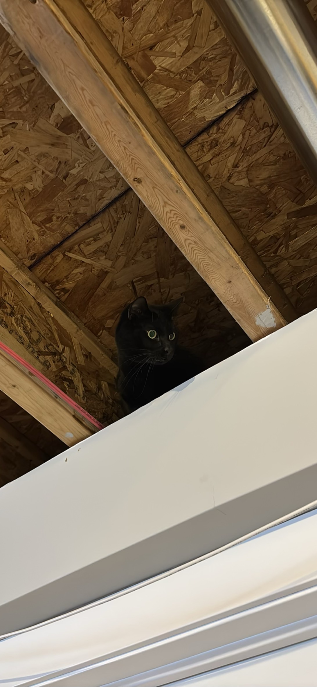 Edgar, a cat found on Chonk Finder