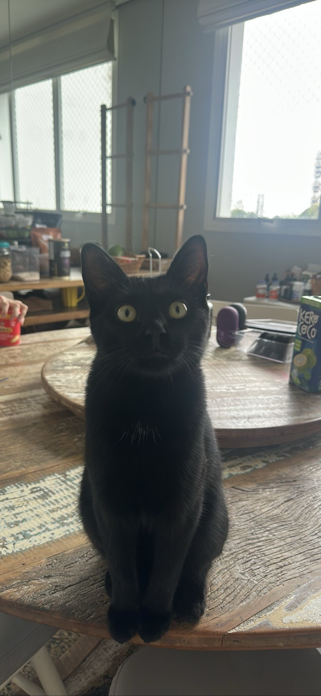 Pifo, a cat found on Chonk Finder
