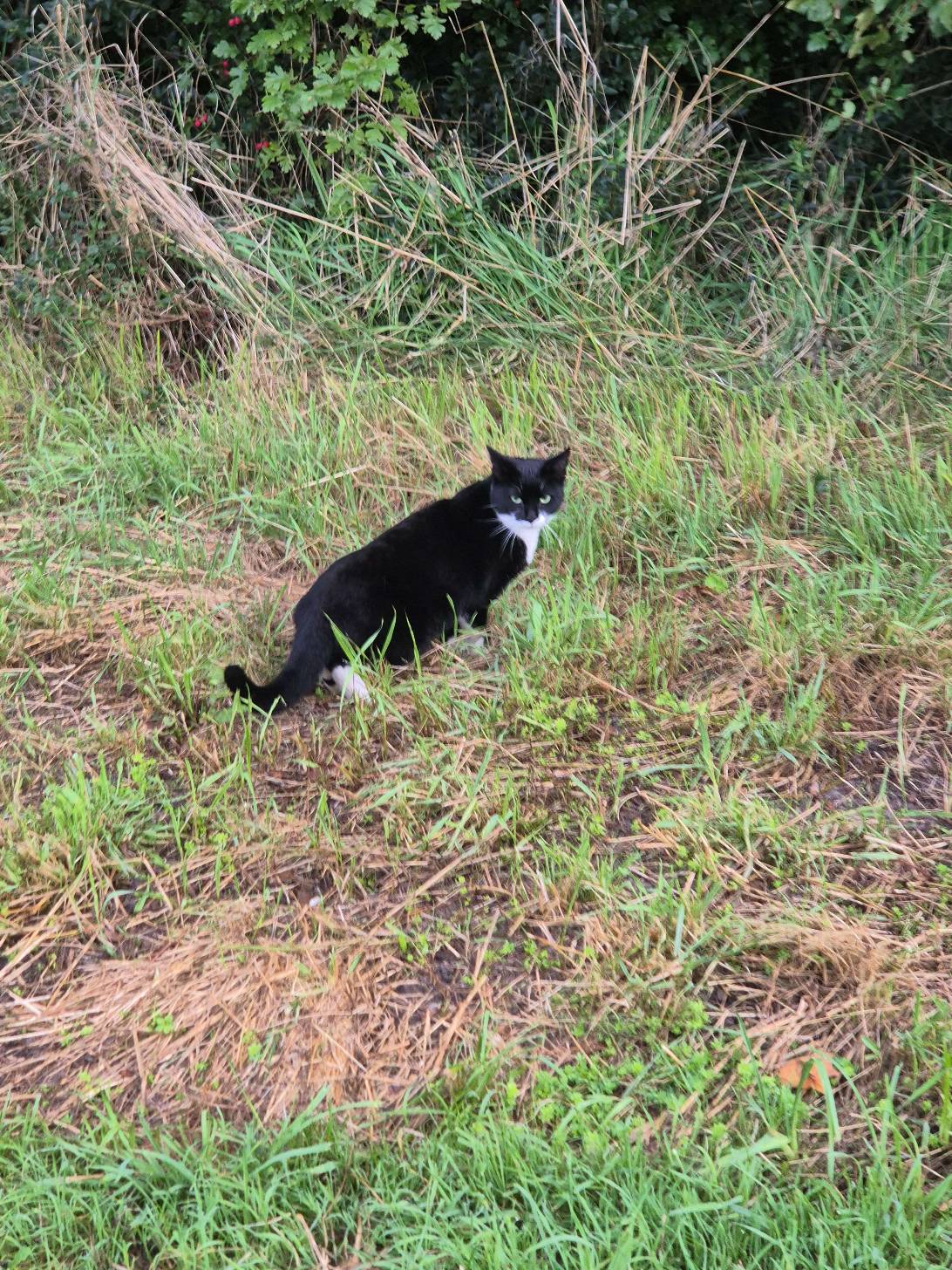 Jack, a cat found on Chonk Finder
