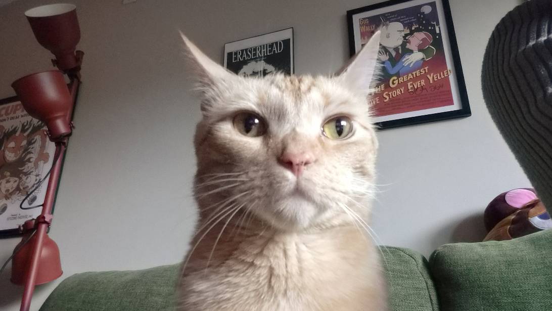 Andy, a cat found on Chonk Finder