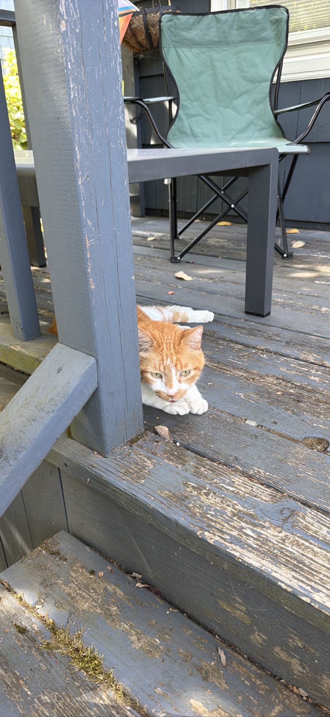 Stache, a cat found on Chonk Finder