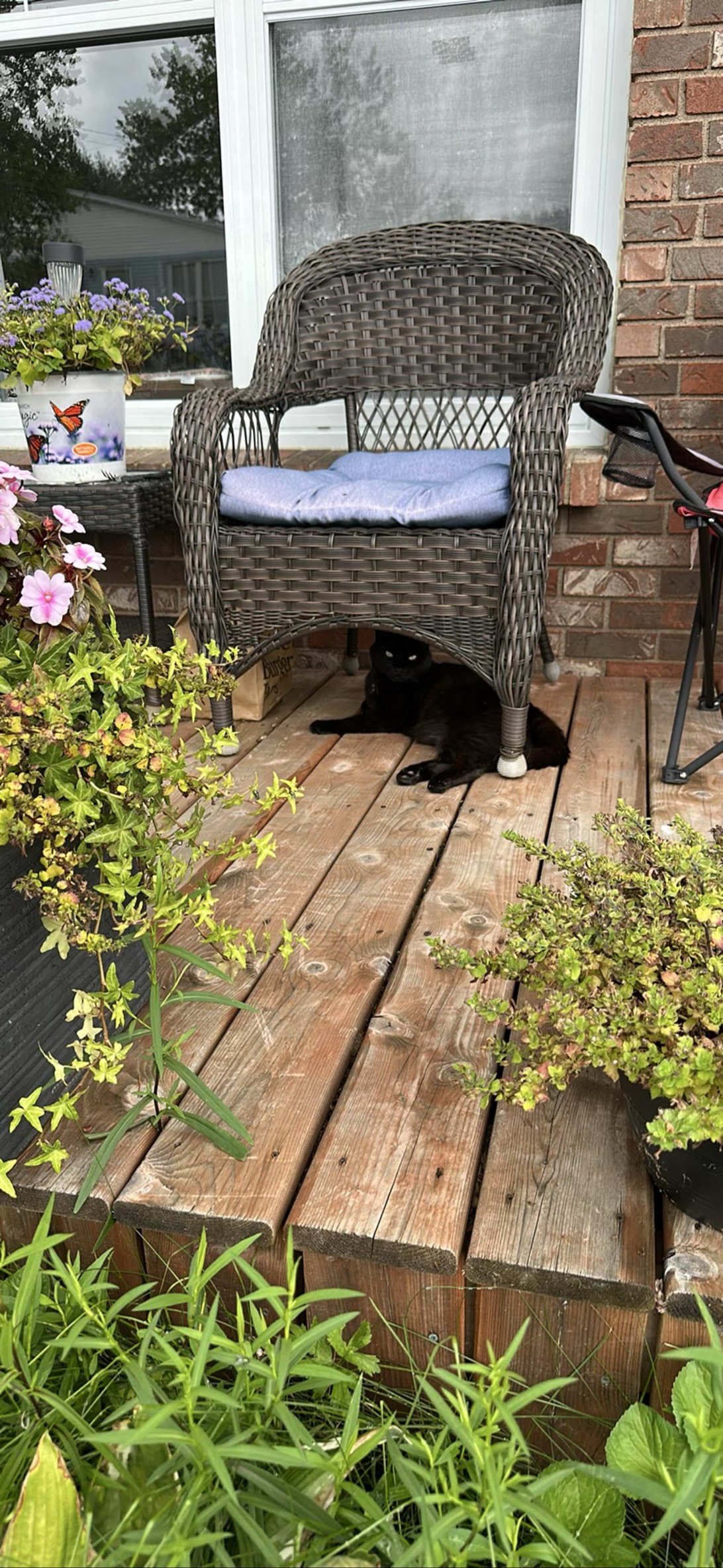 Doofus, a cat found on Chonk Finder