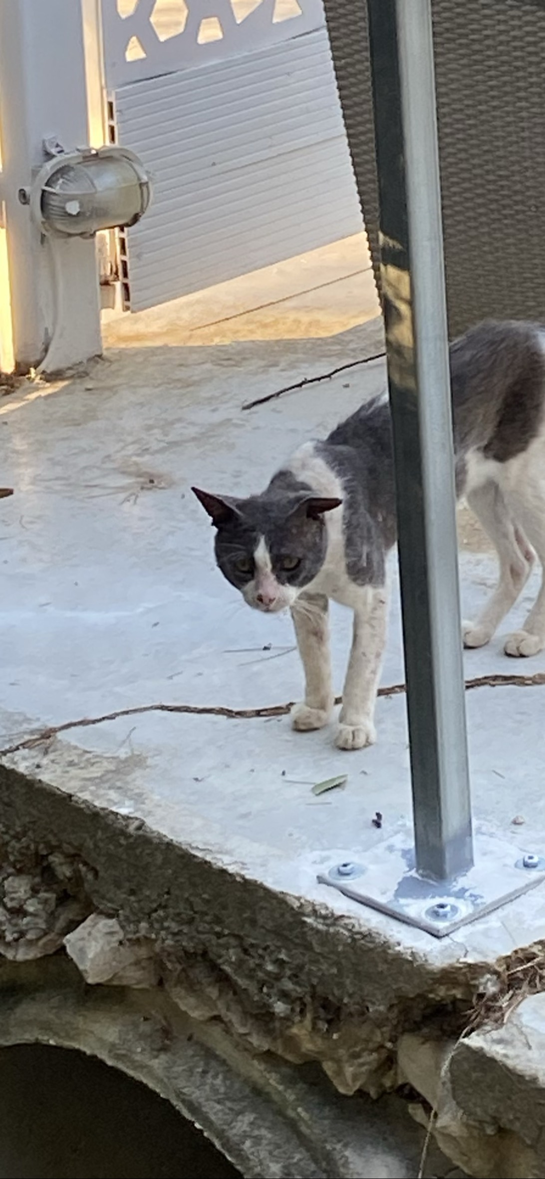 Outlaw, a cat found on Chonk Finder