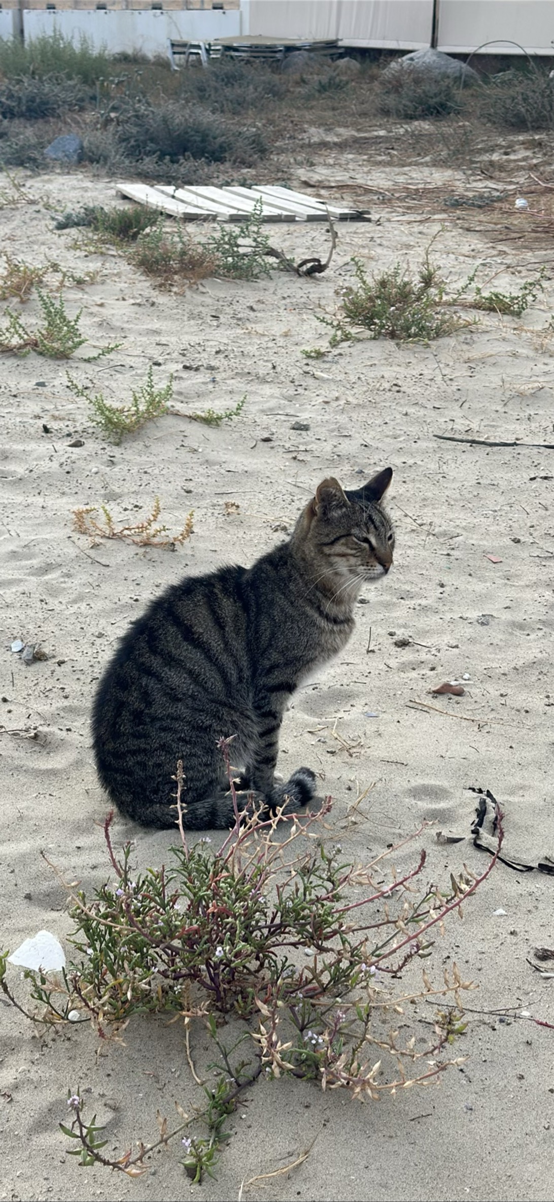 Sinbad, a cat found on Chonk Finder