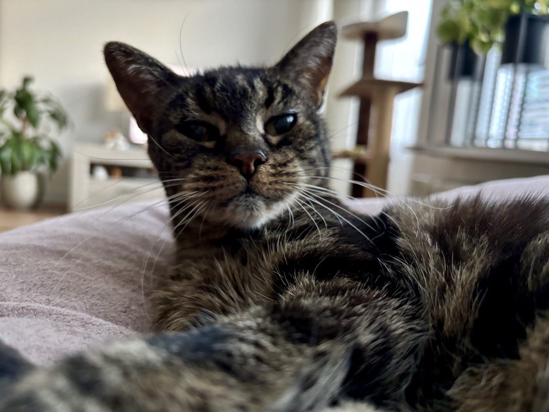 Chloé, a cat found on Chonk Finder