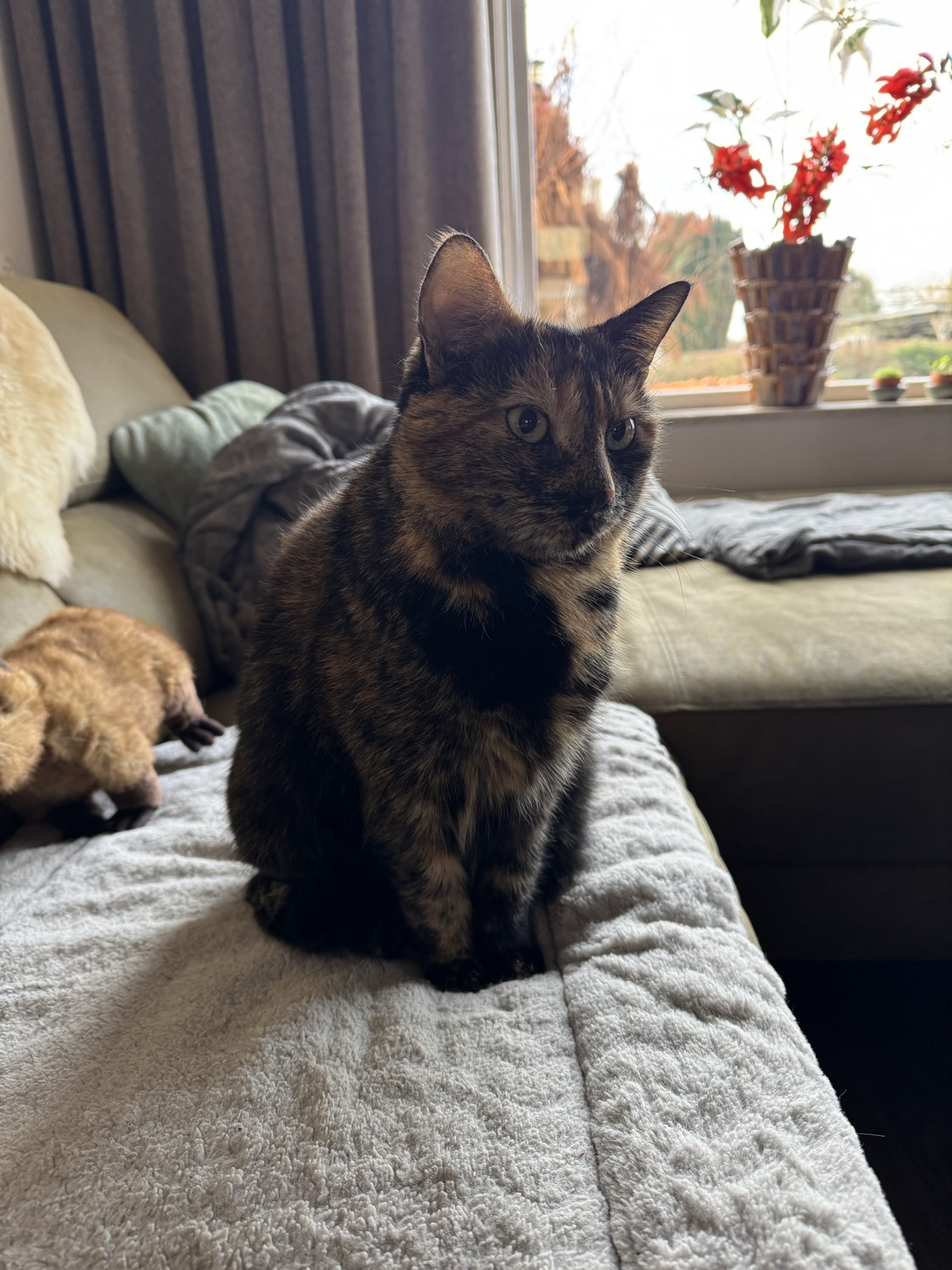Siem, a cat found on Chonk Finder