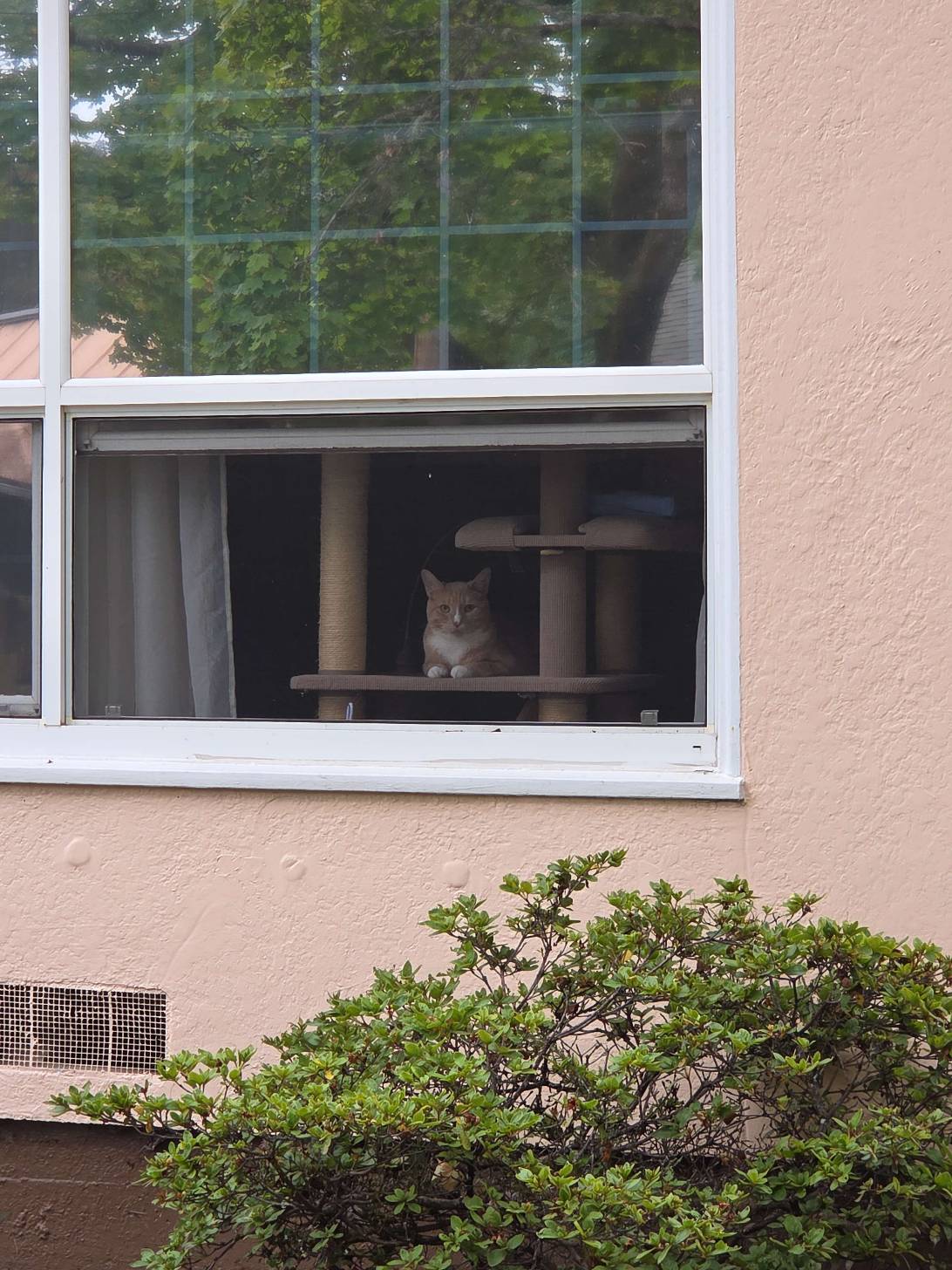 Manny, a cat found on Chonk Finder