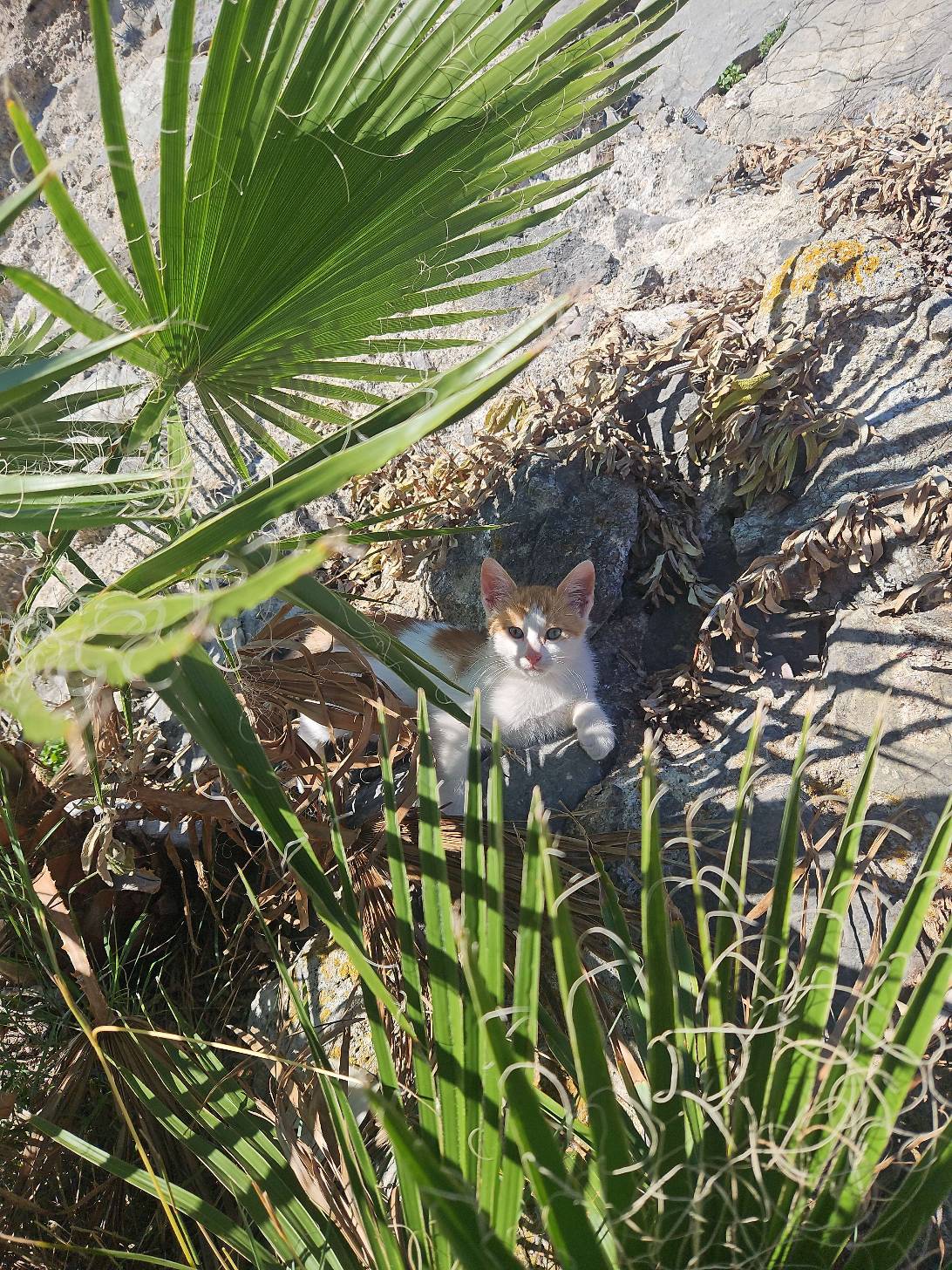 Kanli, a cat found on Chonk Finder
