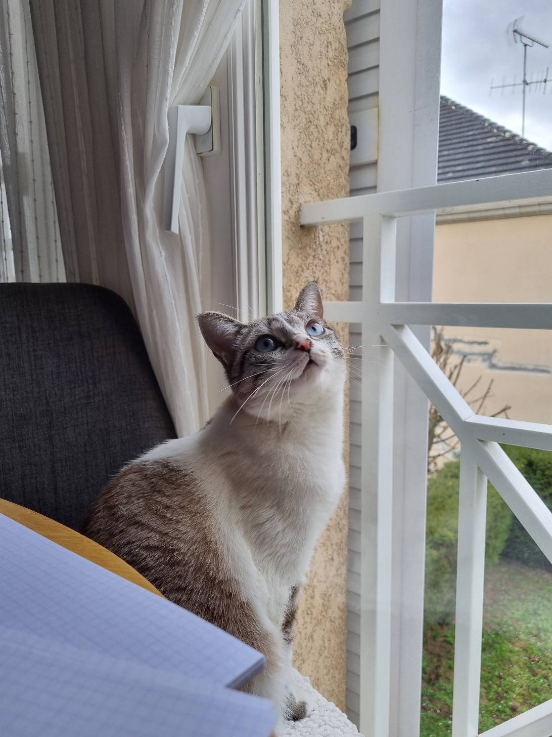 Tsuki, a cat found on Chonk Finder