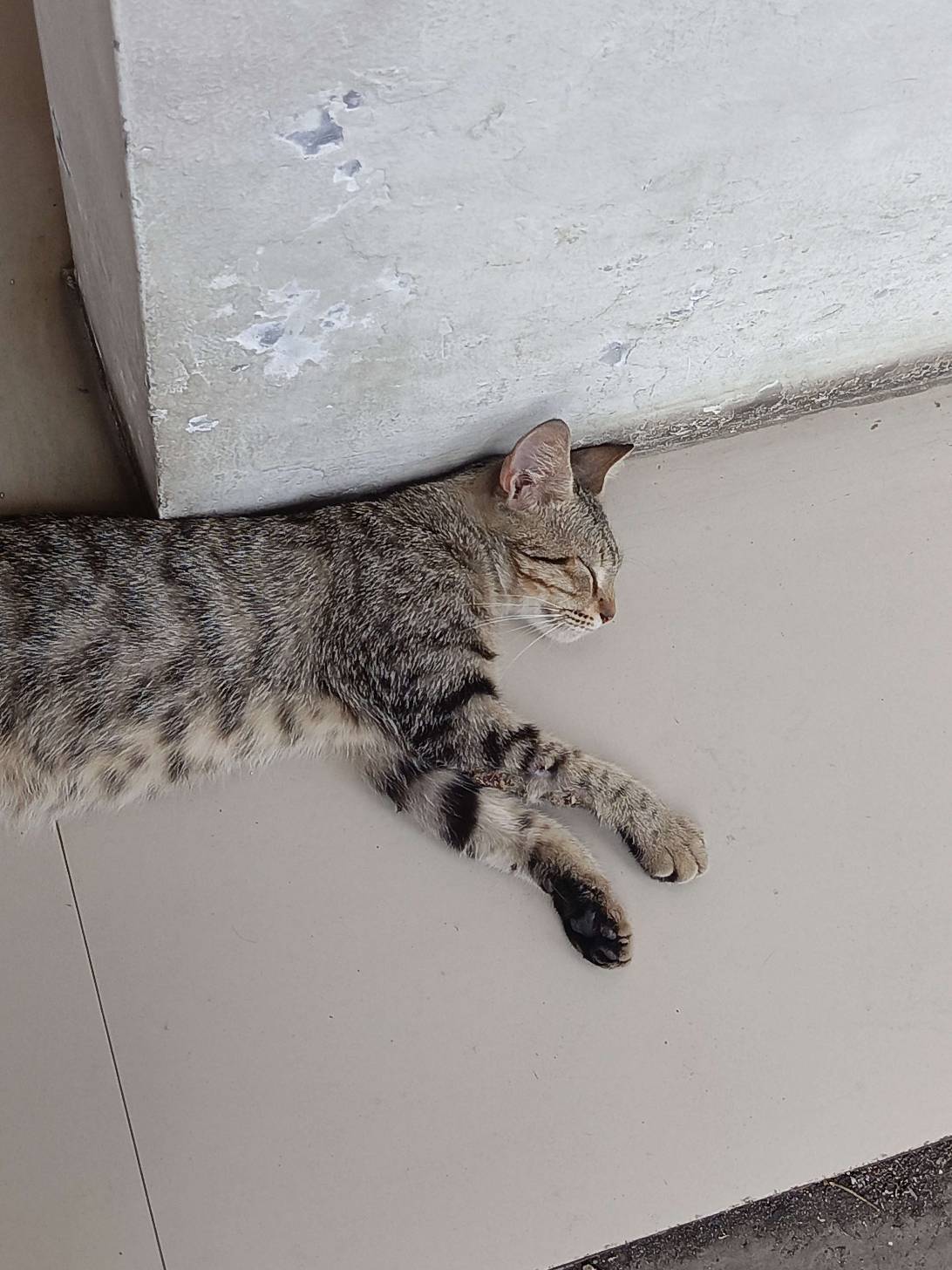 Nora #2, a cat found on Chonk Finder