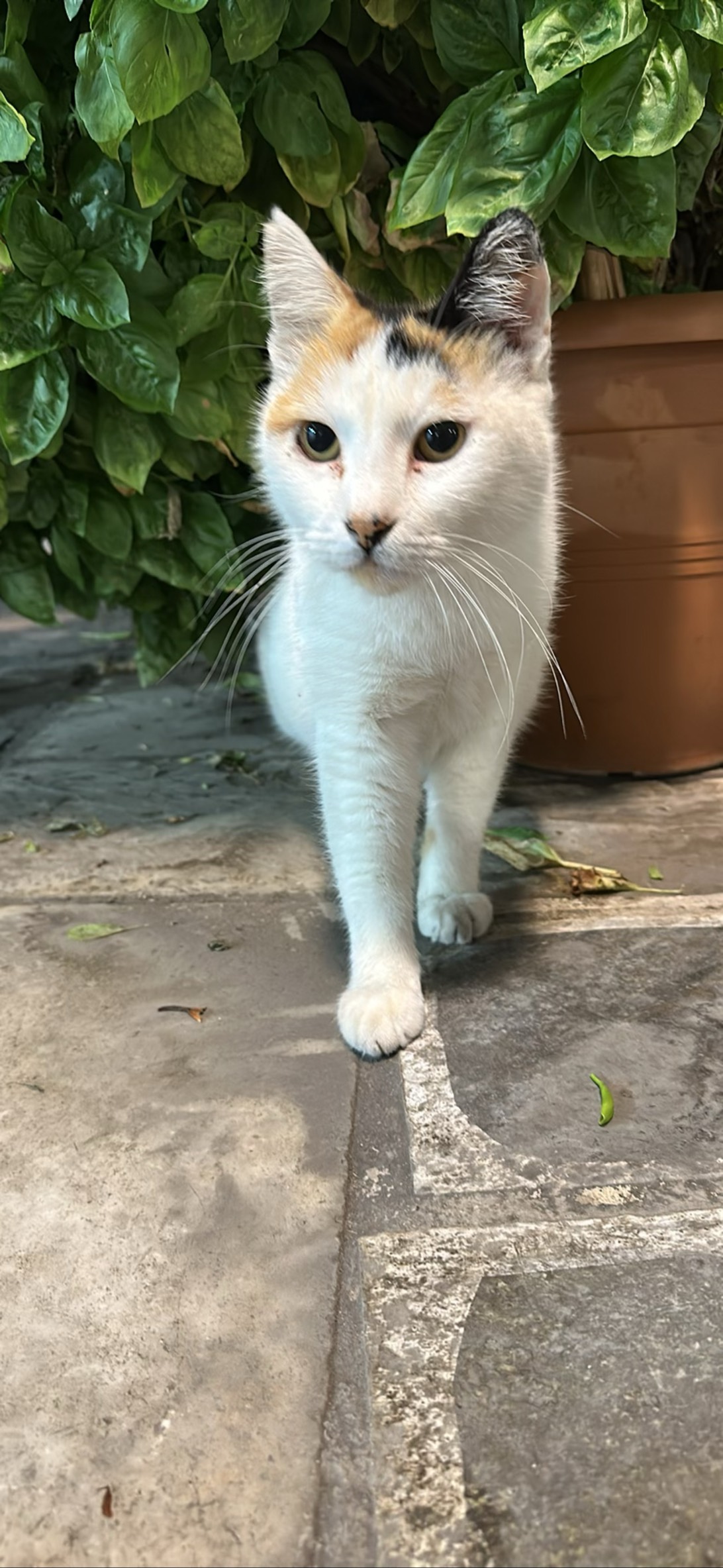 Calic, a cat found on Chonk Finder