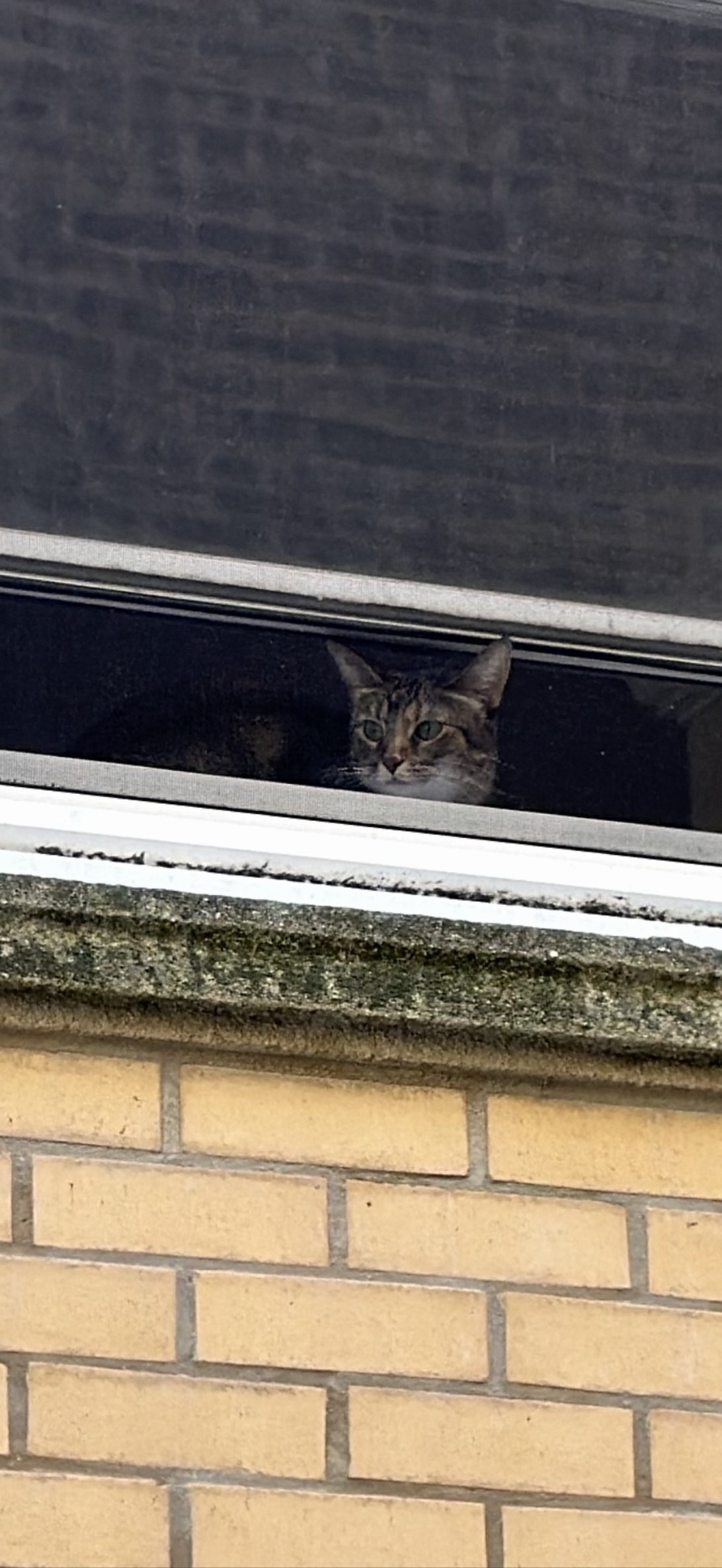 Scowly, a cat found on Chonk Finder