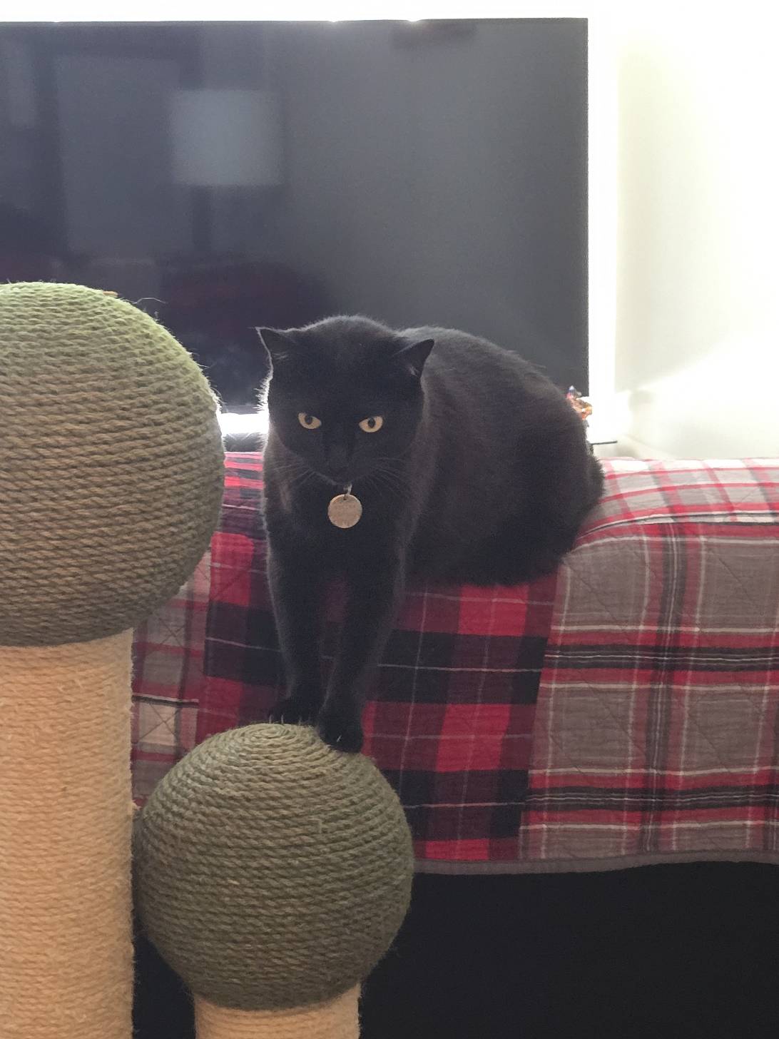 Selina, a cat found on Chonk Finder