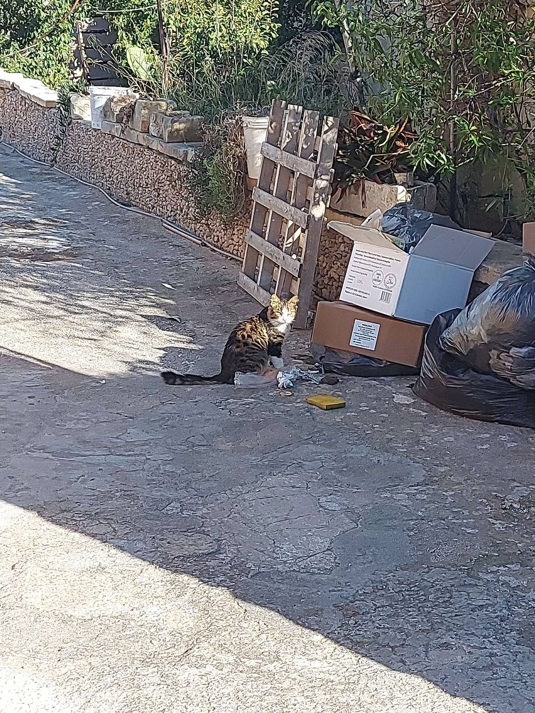 Scavenger, a cat found on Chonk Finder
