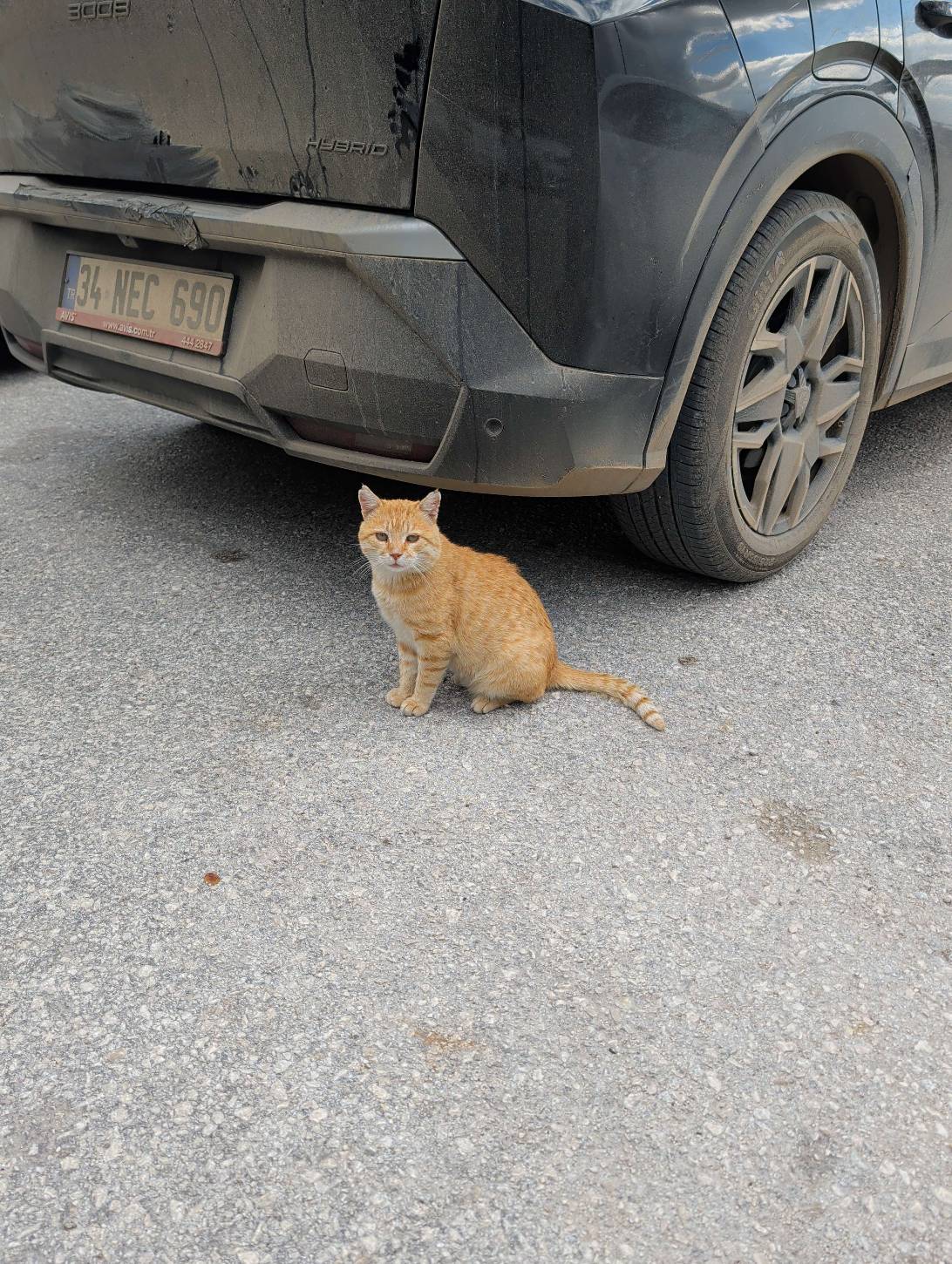 Kemal, a cat found on Chonk Finder