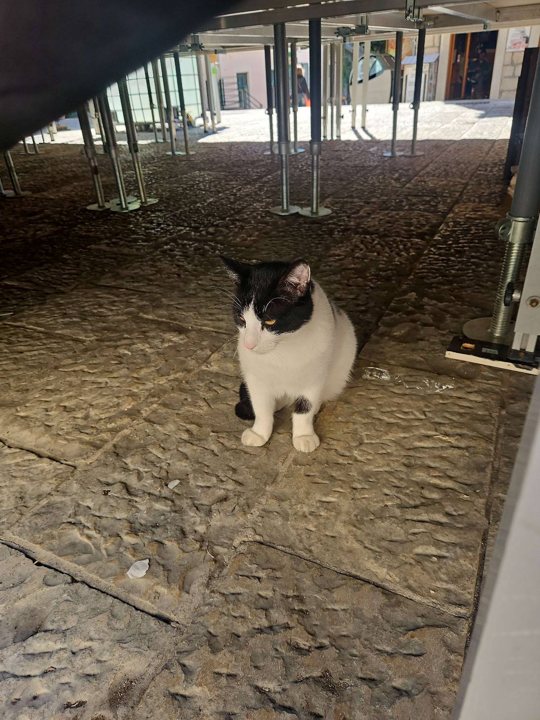 Danilo, a cat found on Chonk Finder