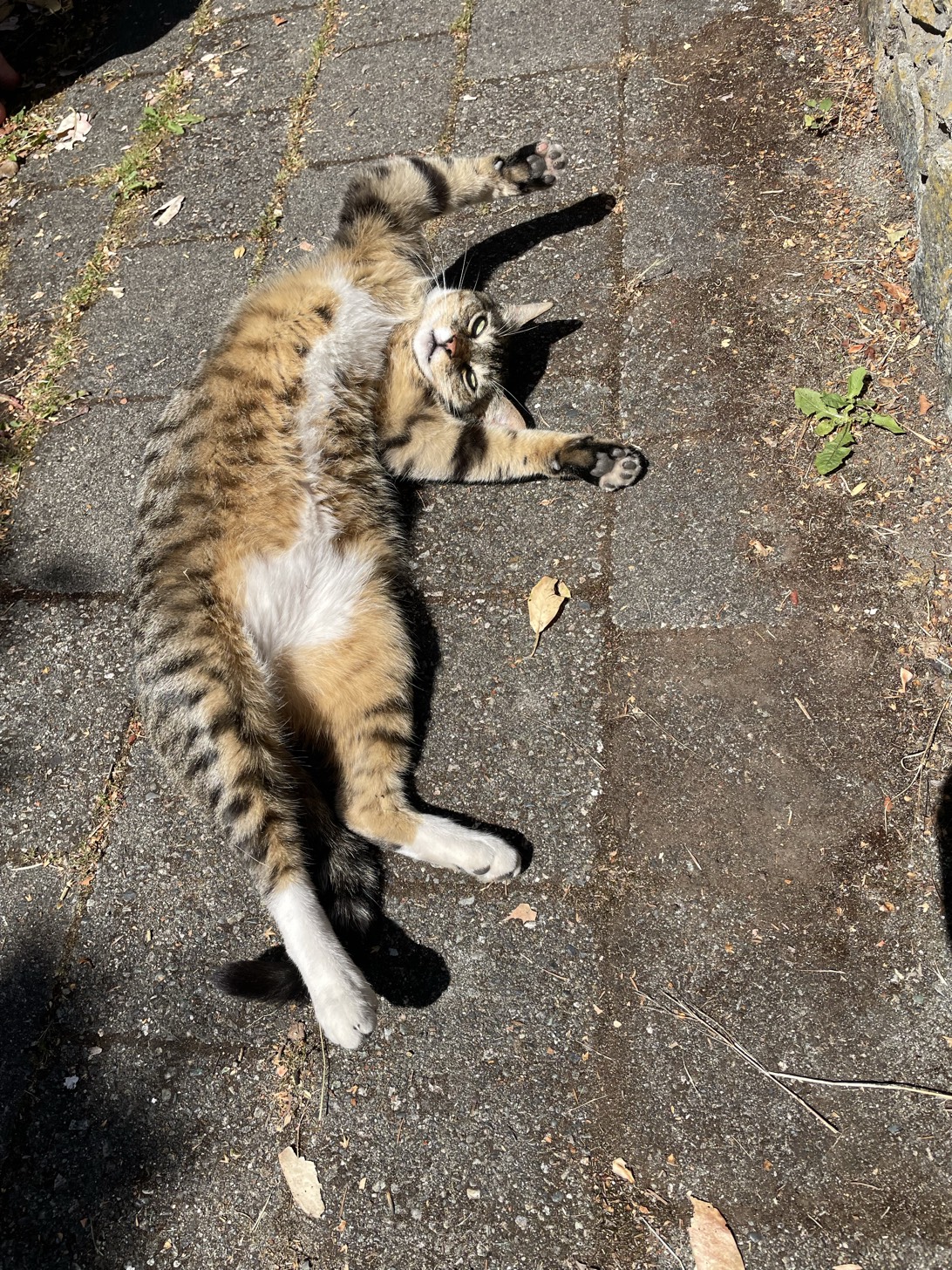 Milo, a cat found on Chonk Finder