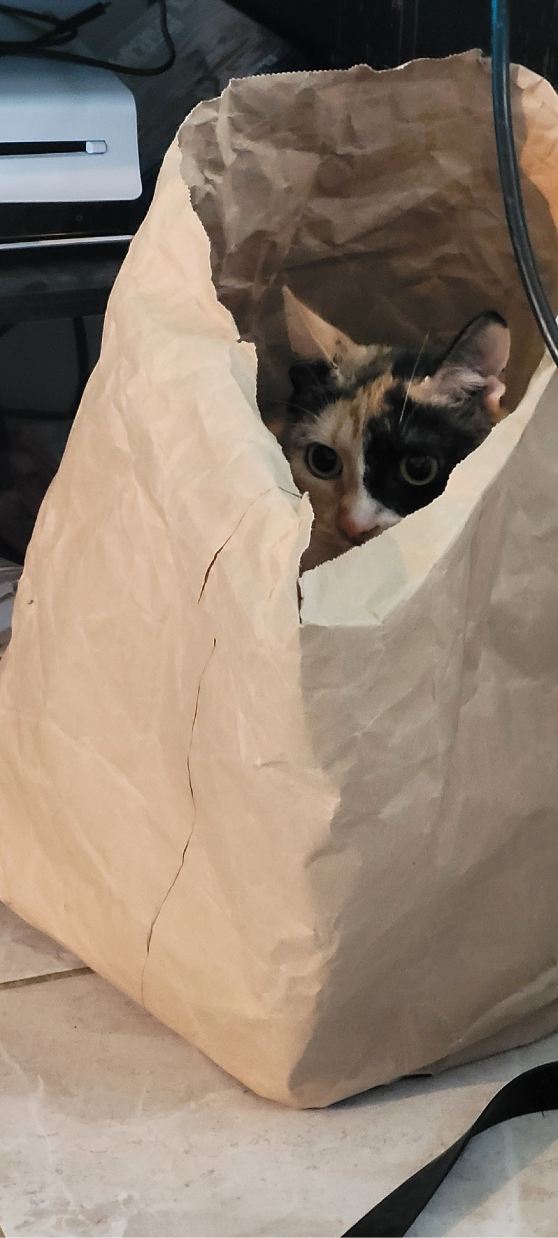 Sarafina, a cat found on Chonk Finder