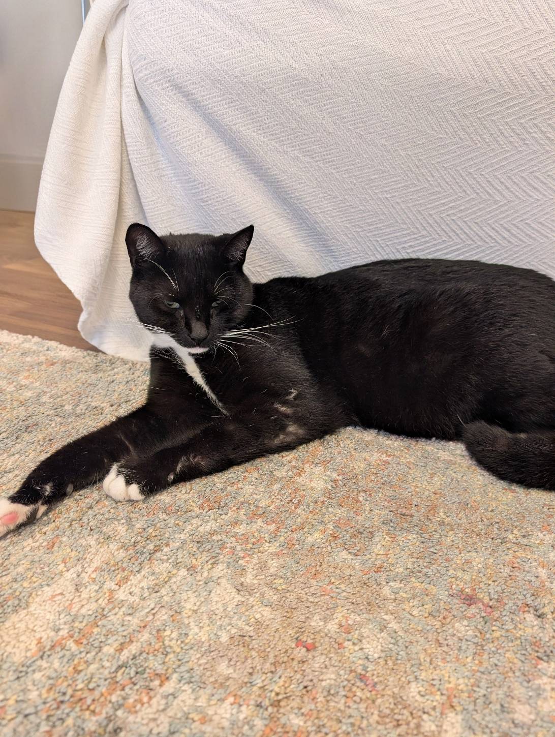 Tristi, a cat found on Chonk Finder