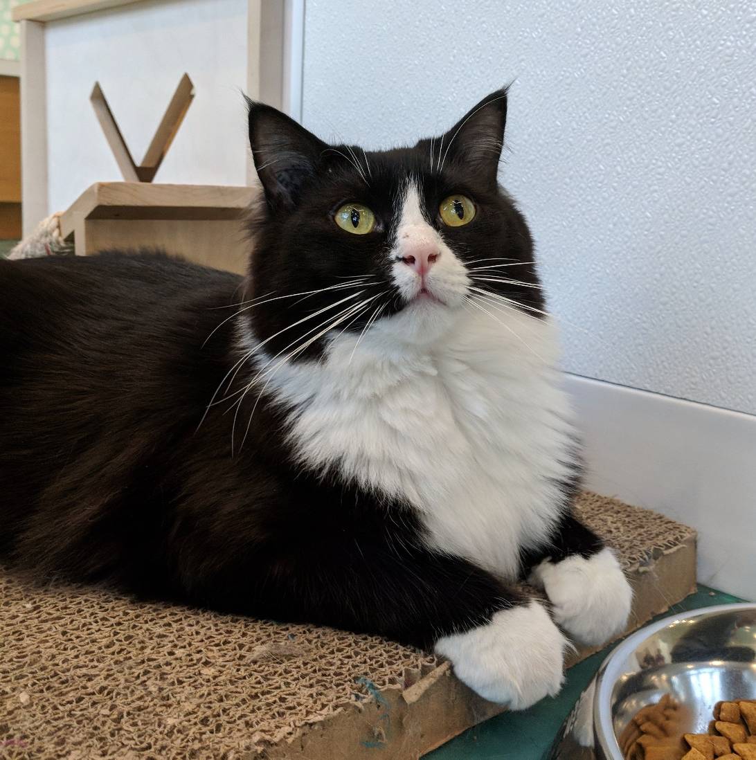 Rune, a cat found on Chonk Finder
