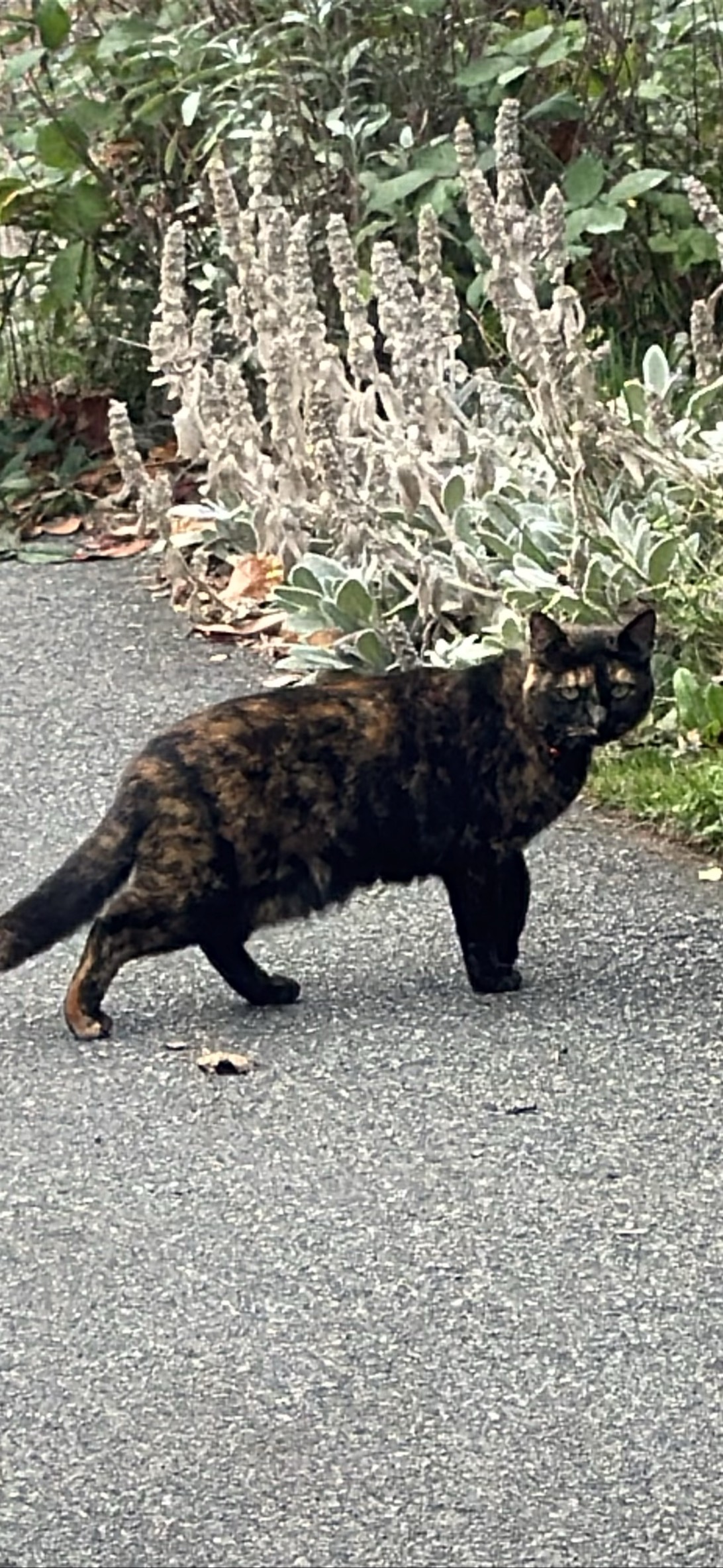 Molasses, a cat found on Chonk Finder
