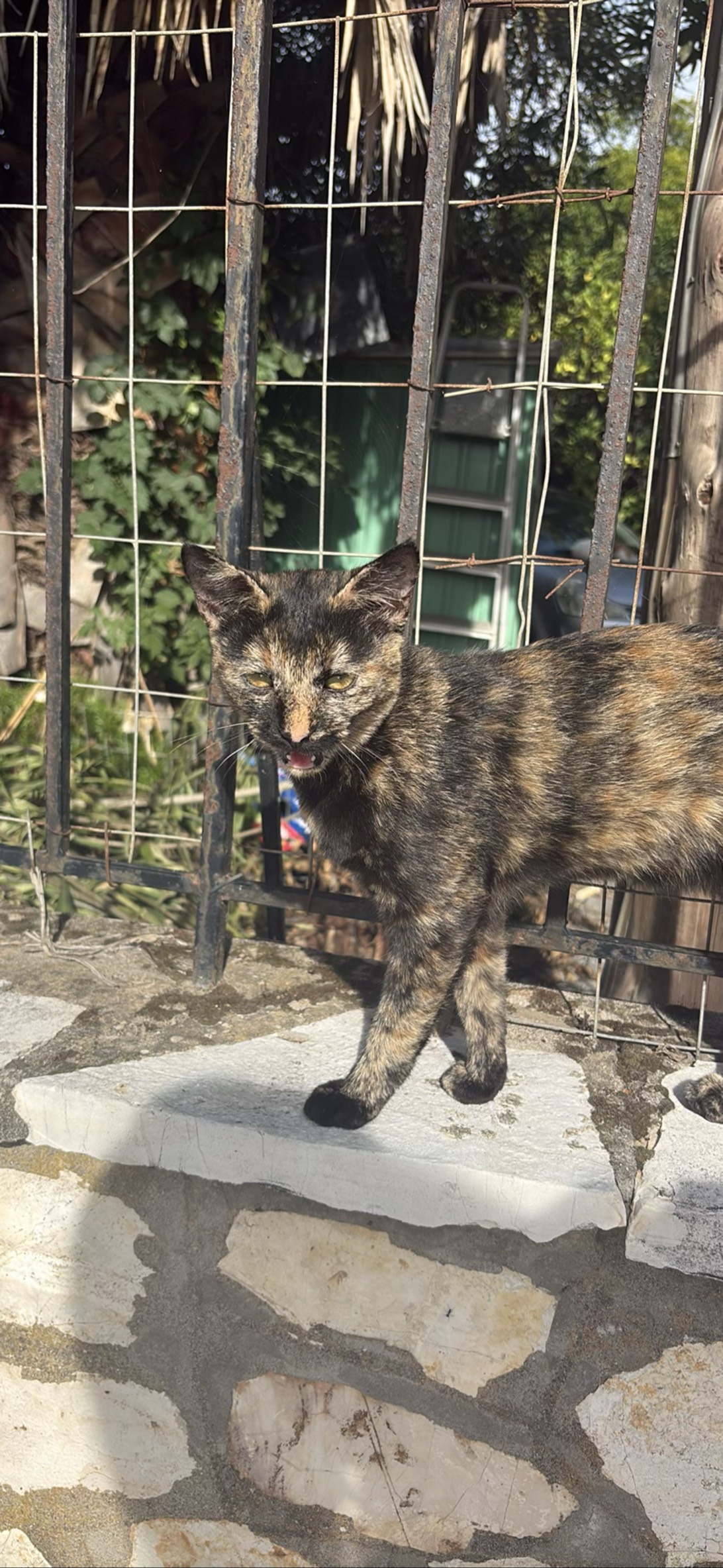 Marisol, a cat found on Chonk Finder