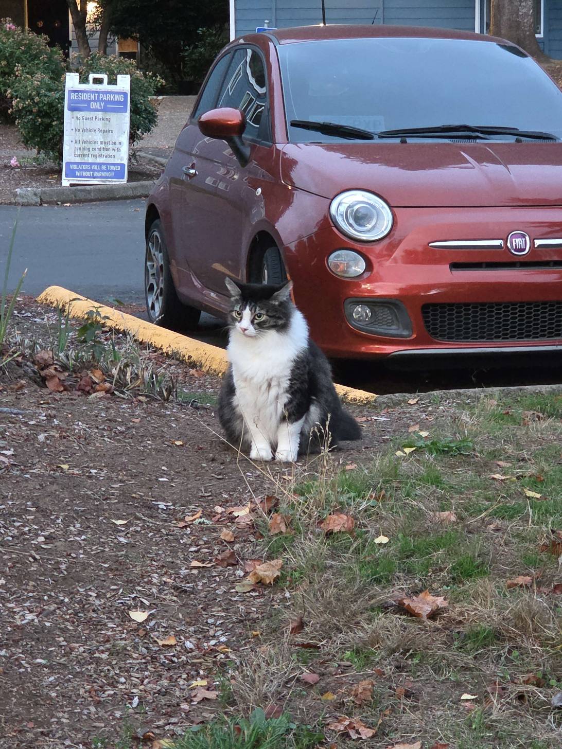 James, a cat found on Chonk Finder