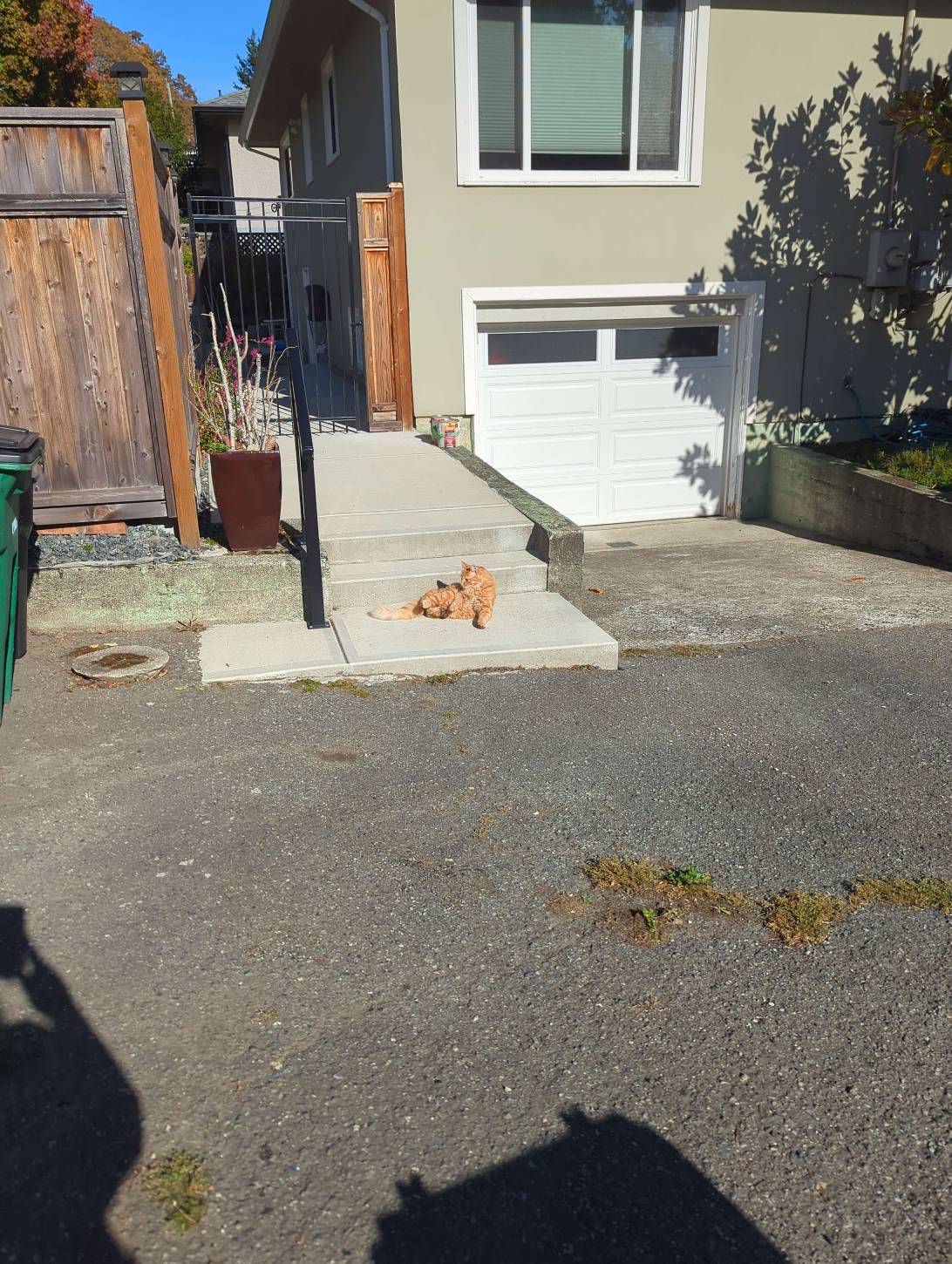 Oneorangebraincell, a cat found on Chonk Finder