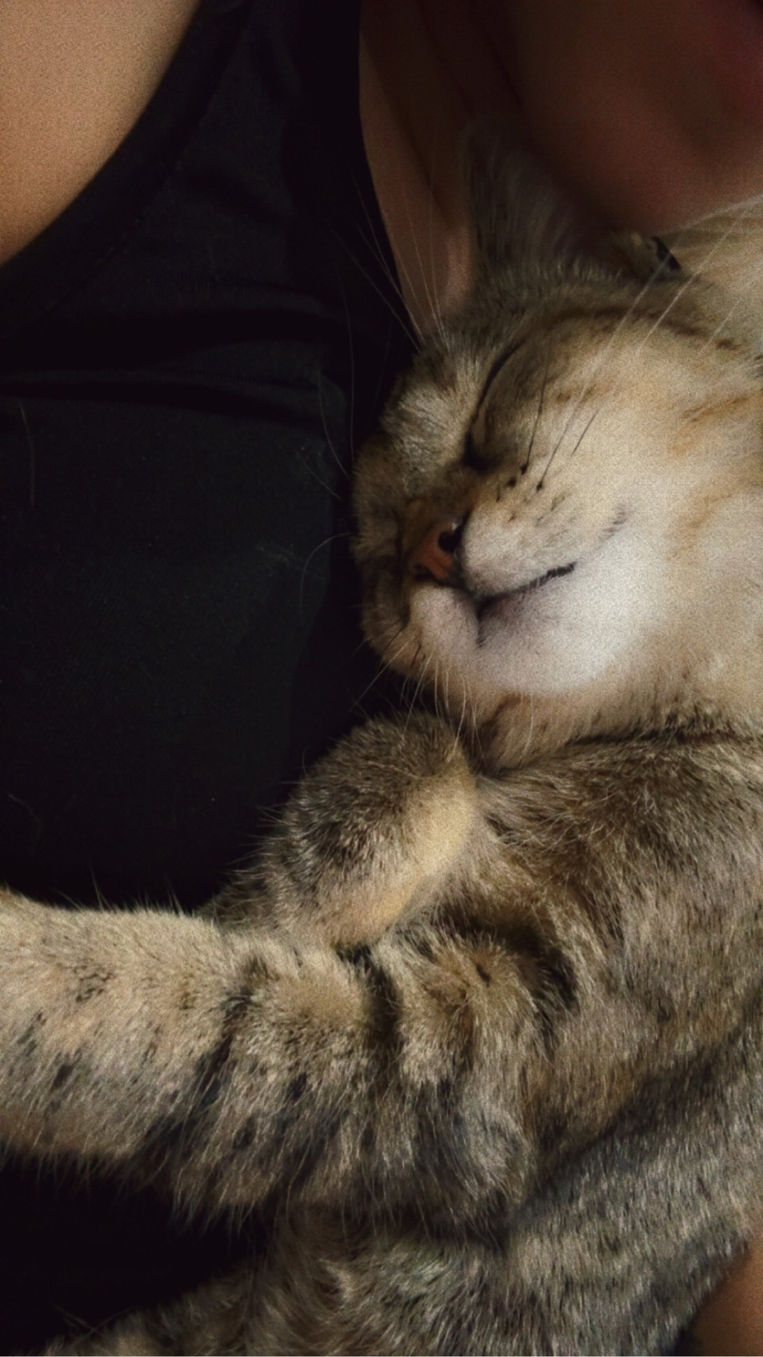Naya, a cat found on Chonk Finder