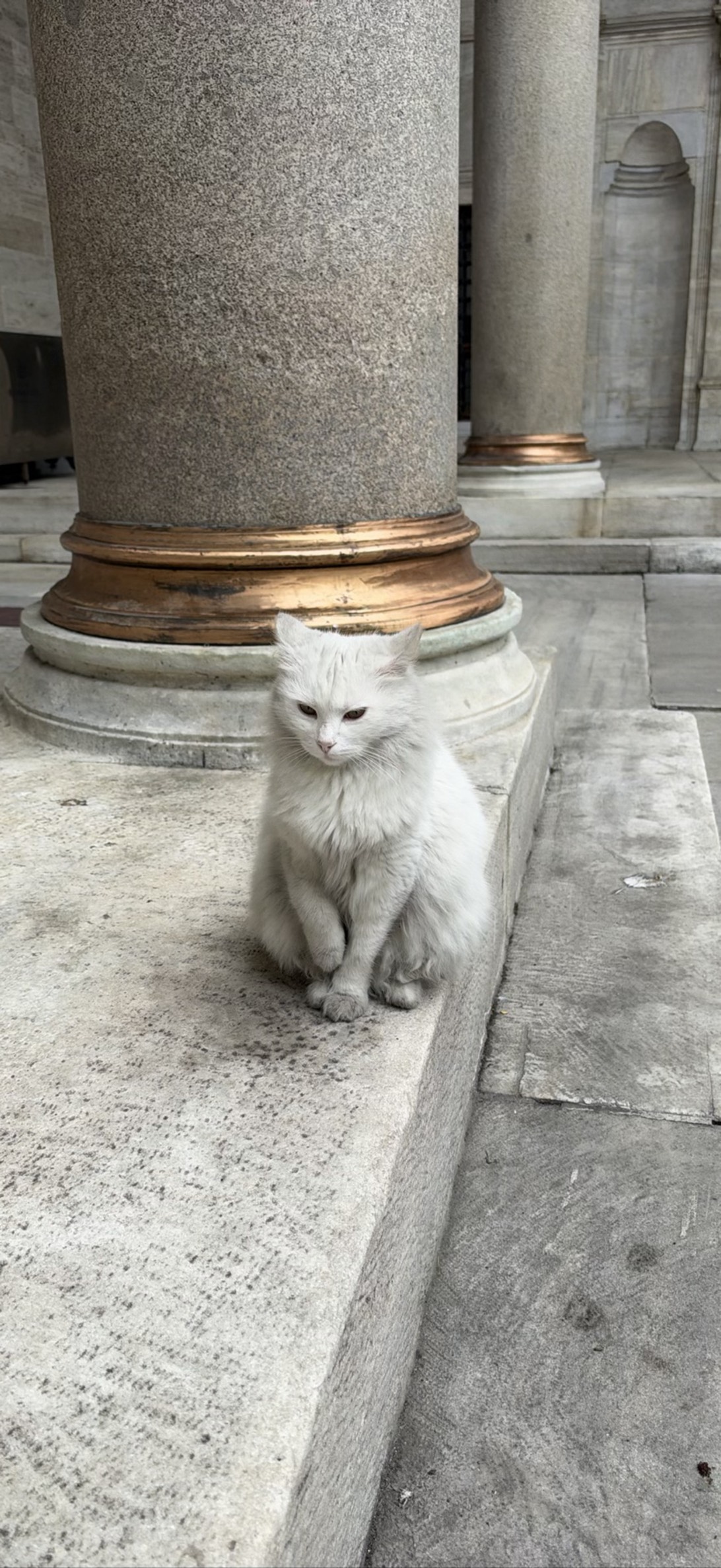 Augustus, a cat found on Chonk Finder